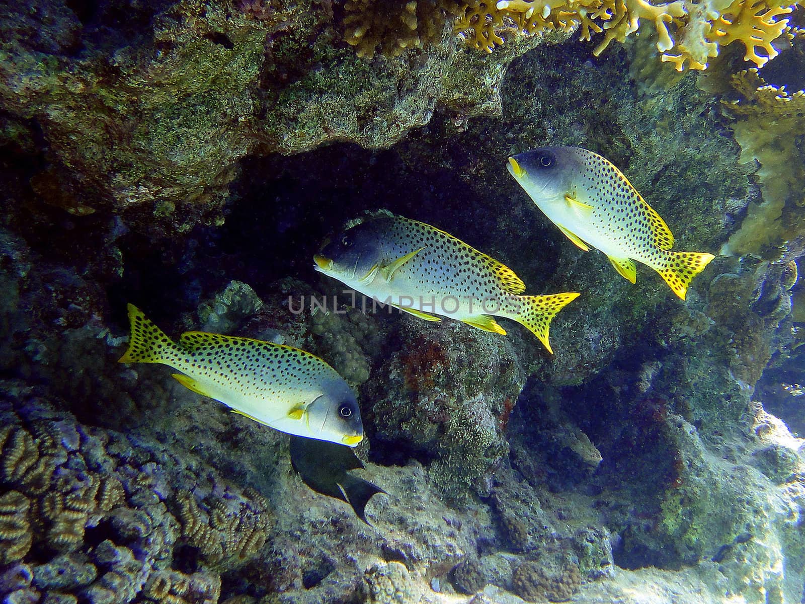 Three fishes (Plectorhynchus gaterinus)                               