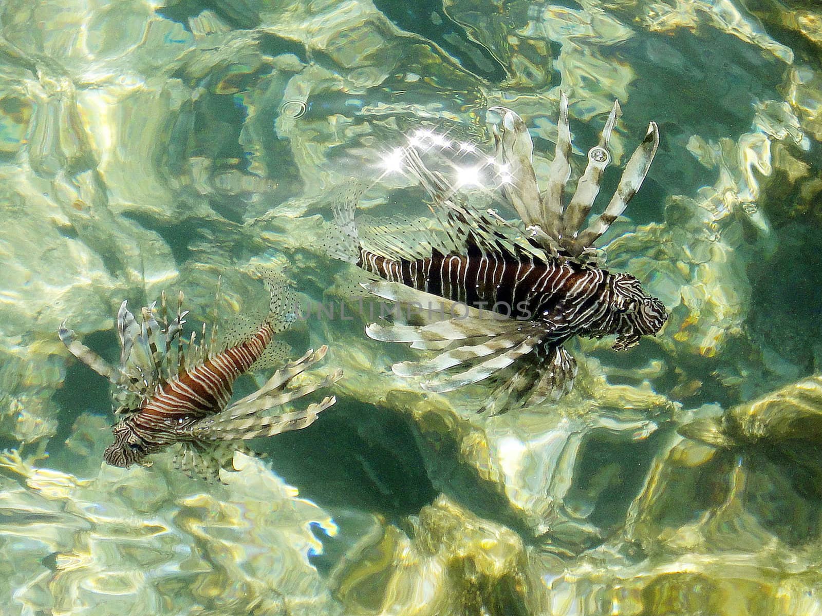 Danger fish (Pterois miles) on Red Sea          