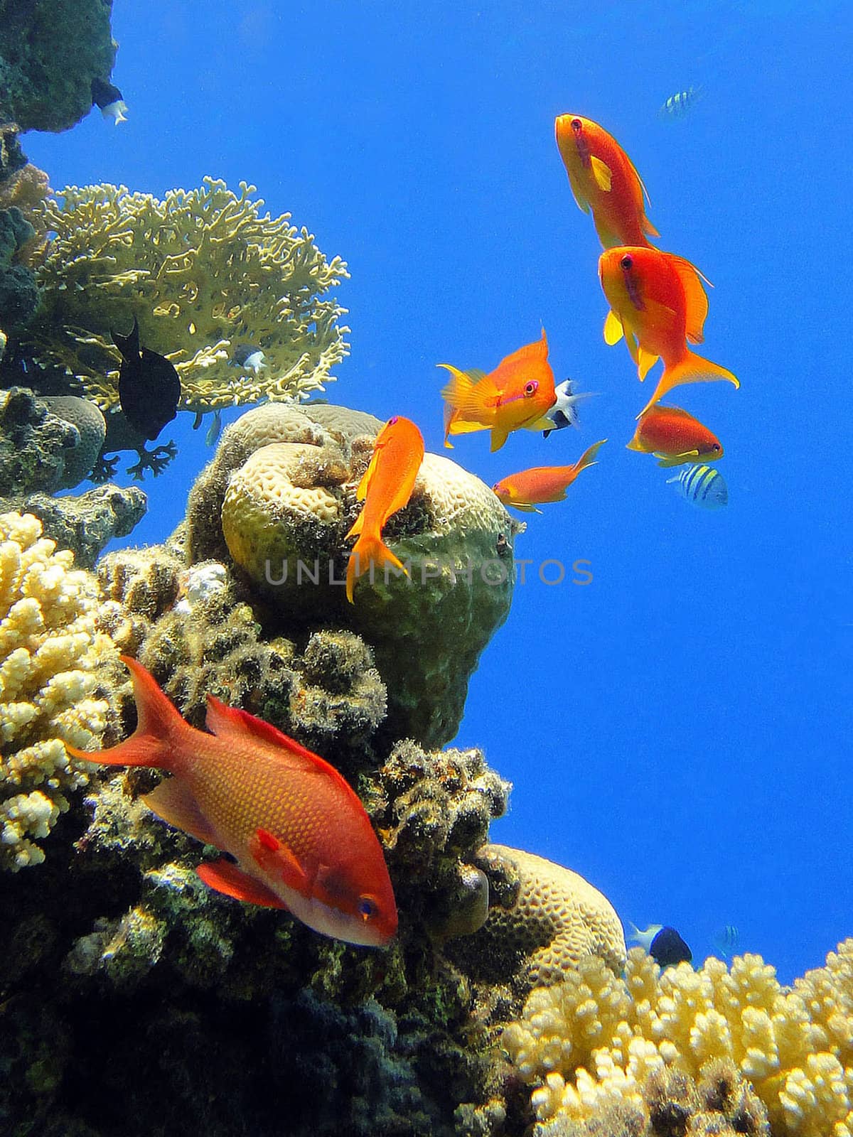 Seven red fishes (Pseudanthias squamipinnis) in Red Sea                    
