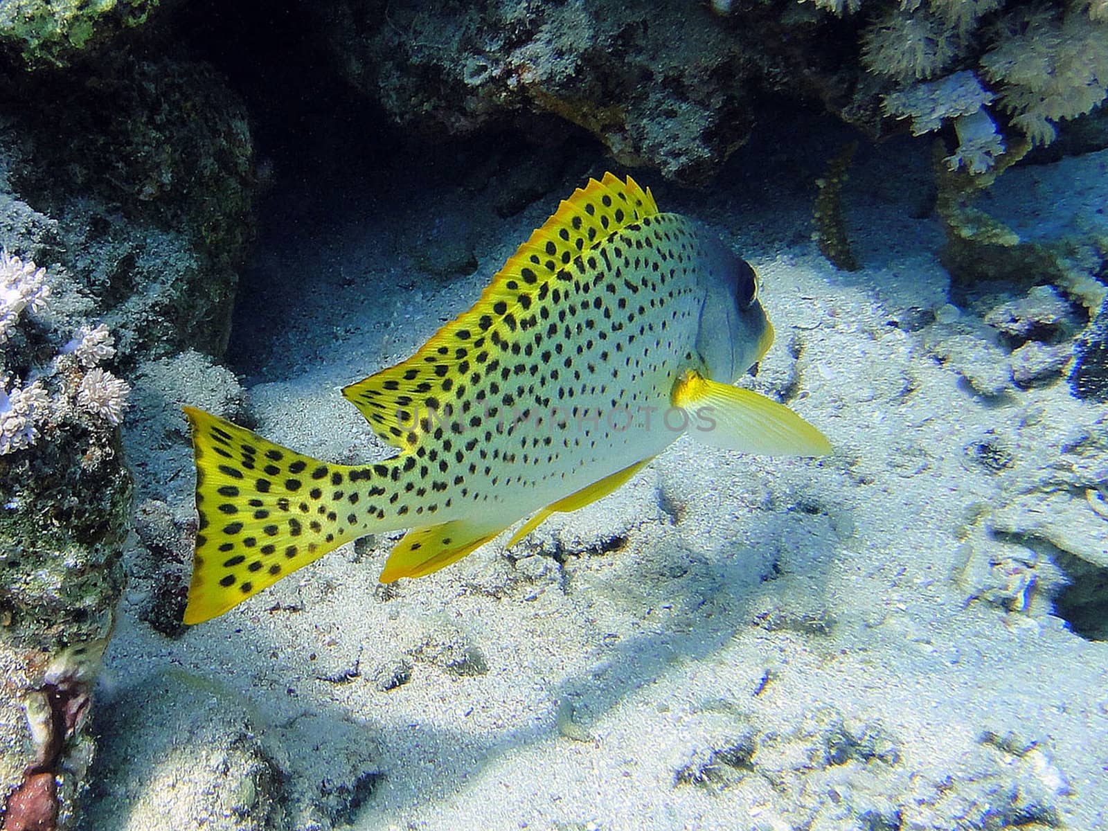 Offended fish, Red Sea, Egypt.