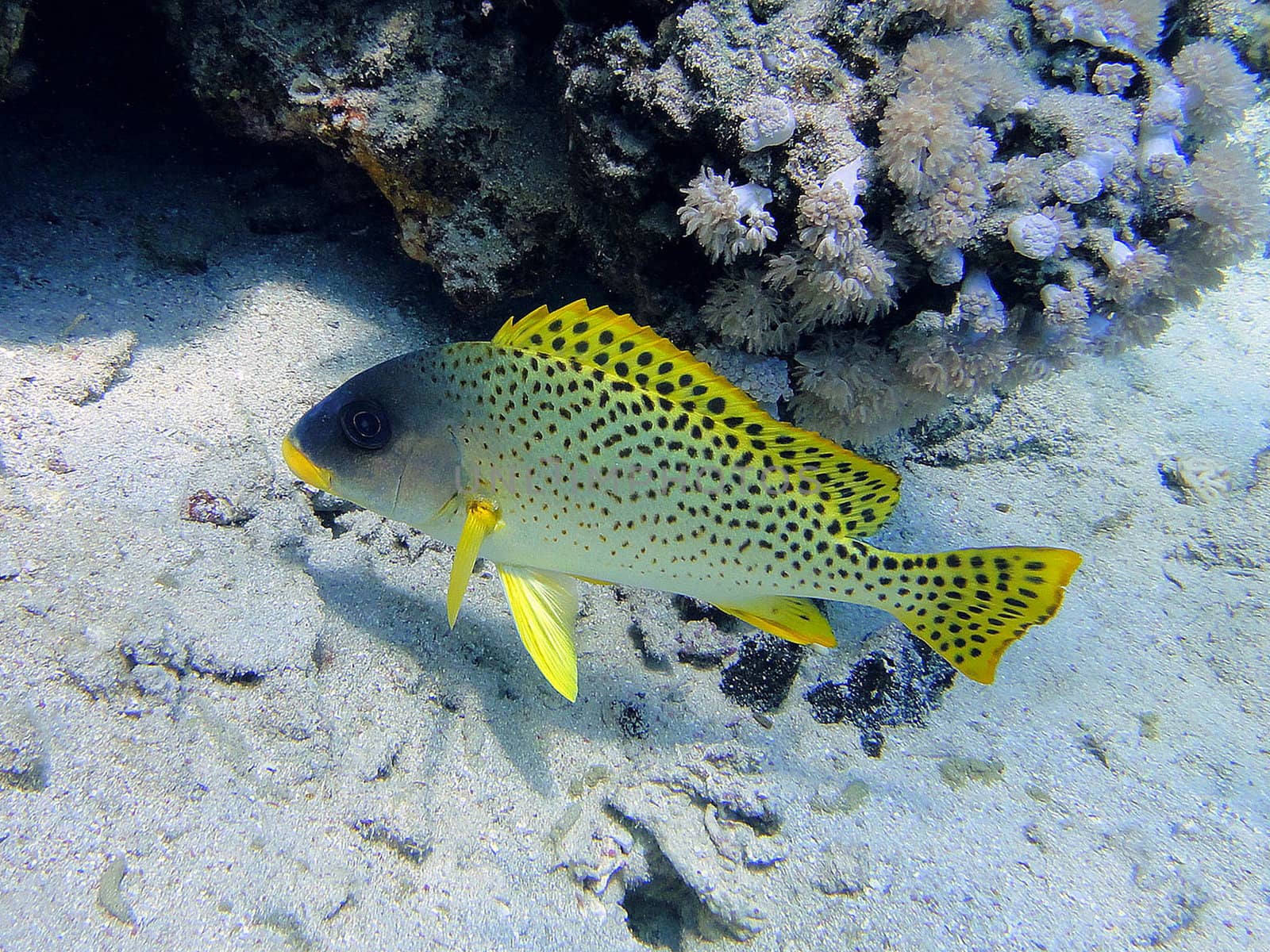 Grumbler fish (Plectorhynchus gaterinus)                               