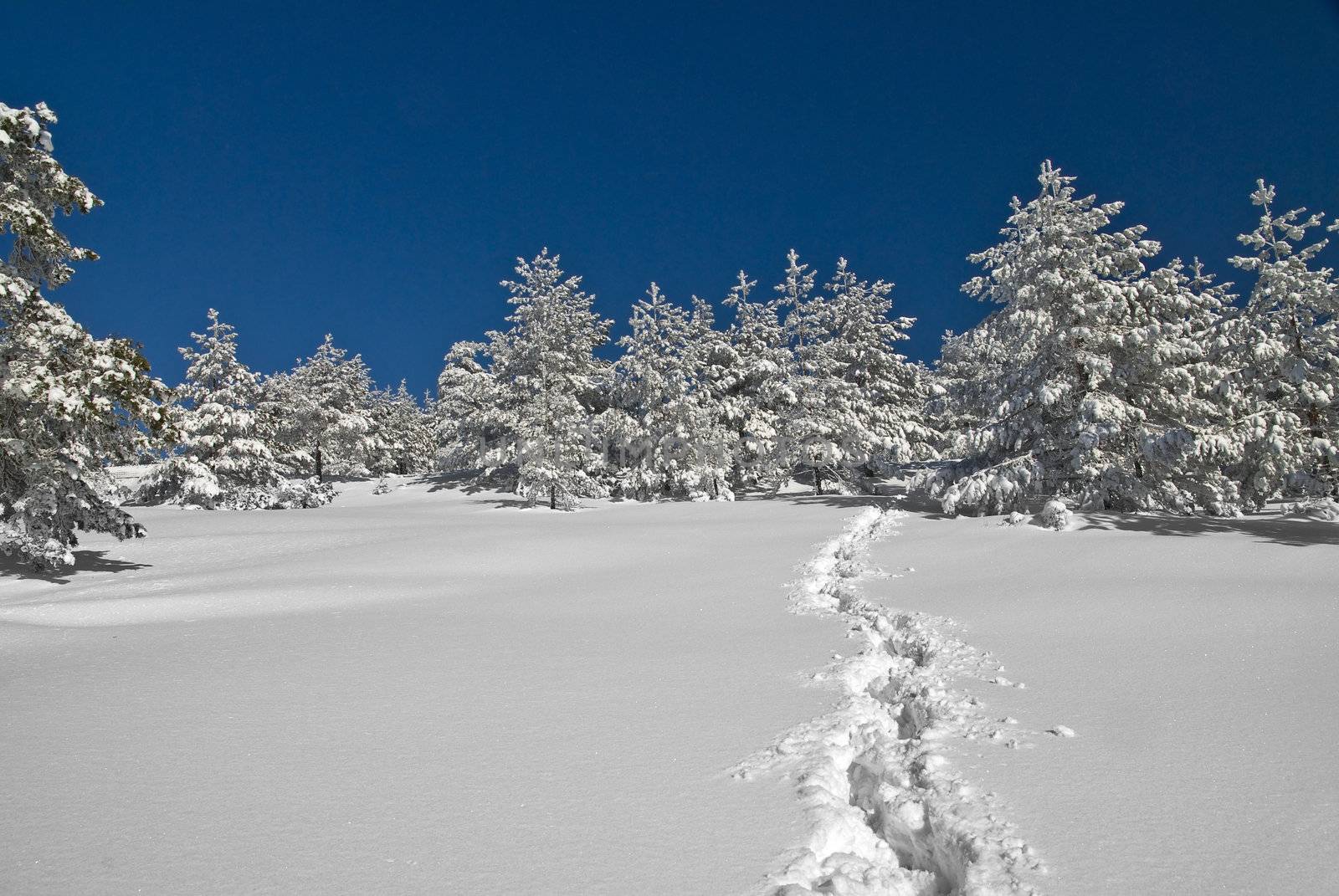 Footpath in snow, sunny day at mountain, winter, forest