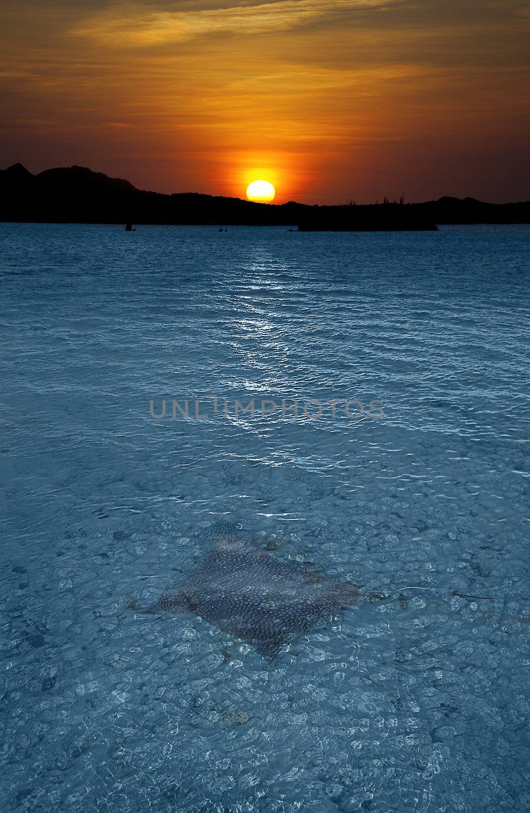 An Eagle ray swimming in the sunset, at the Maldives