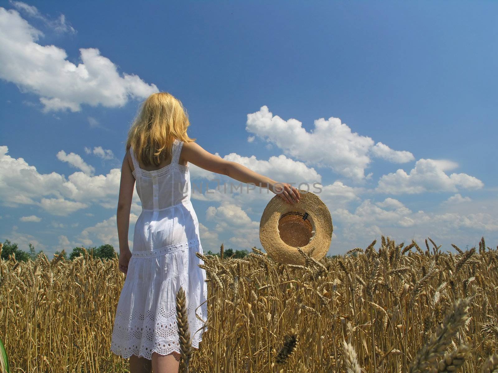 Field of Wheat