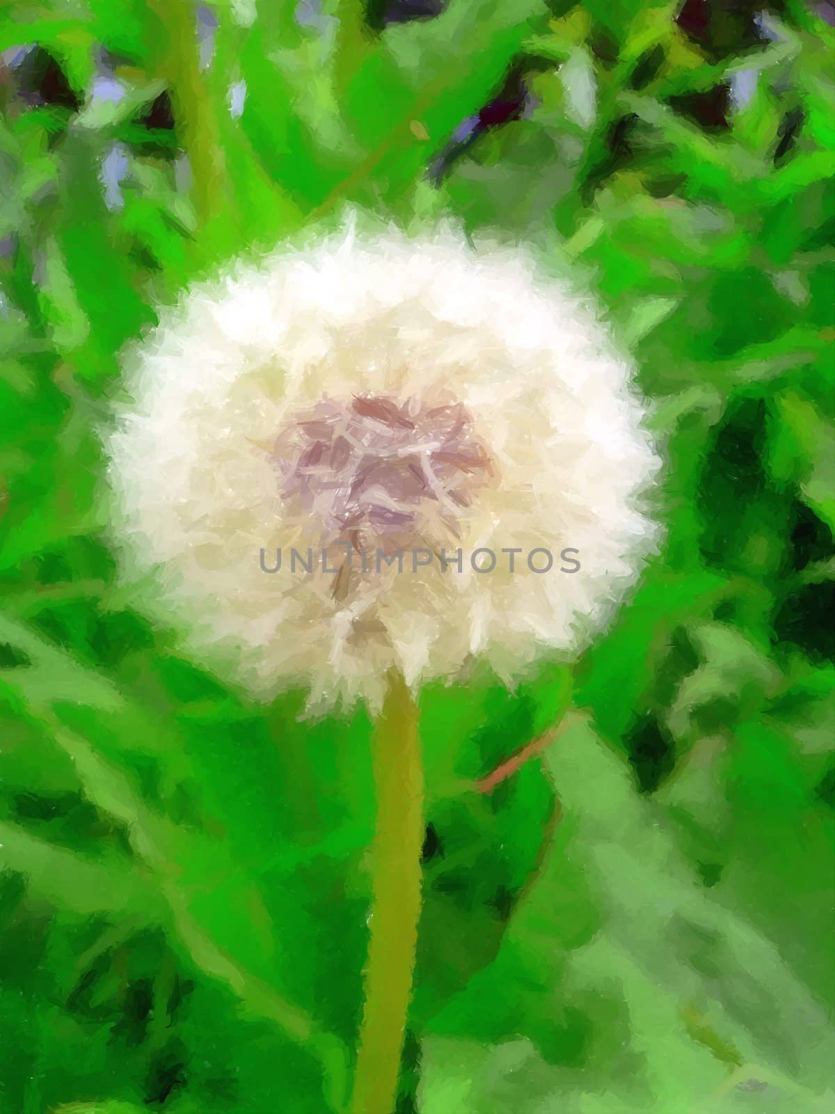 A dandelion in full bloom ready to throw its seeds into the wind.
