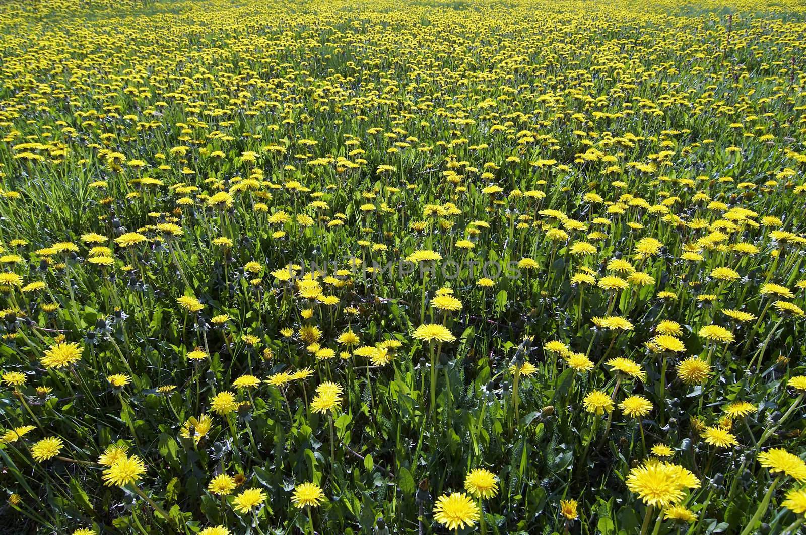 Spring yellow meadow - blooming dandelions