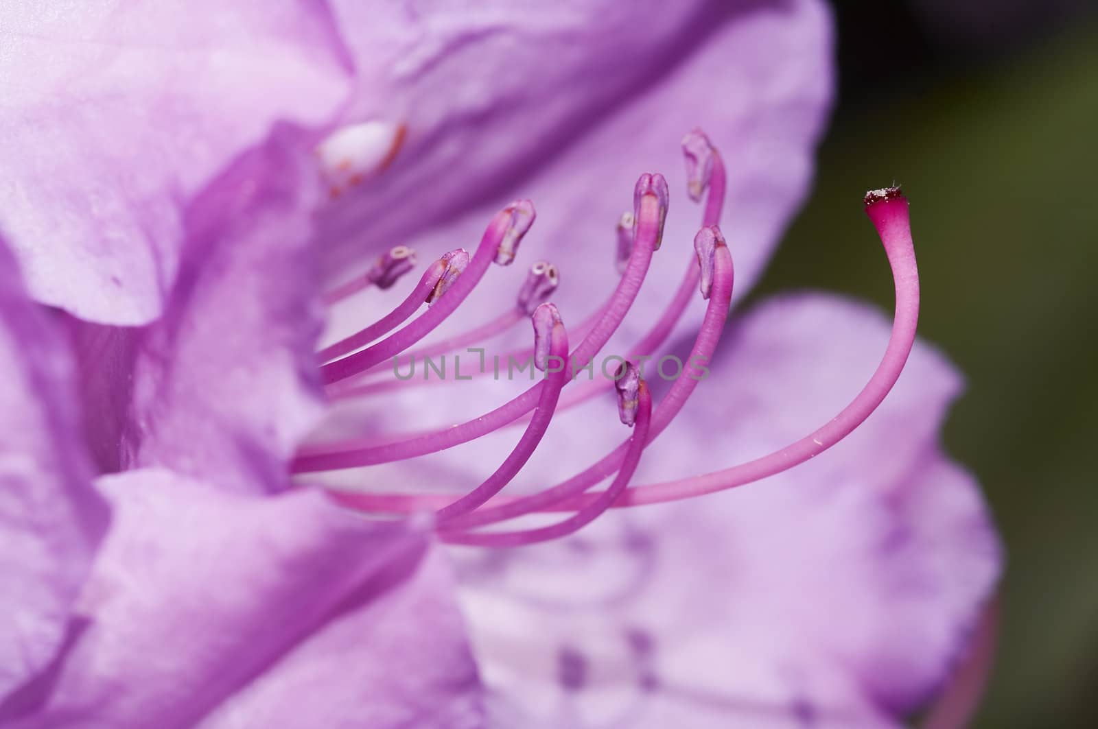 Close-up (macro) of the bloom of rose-bay