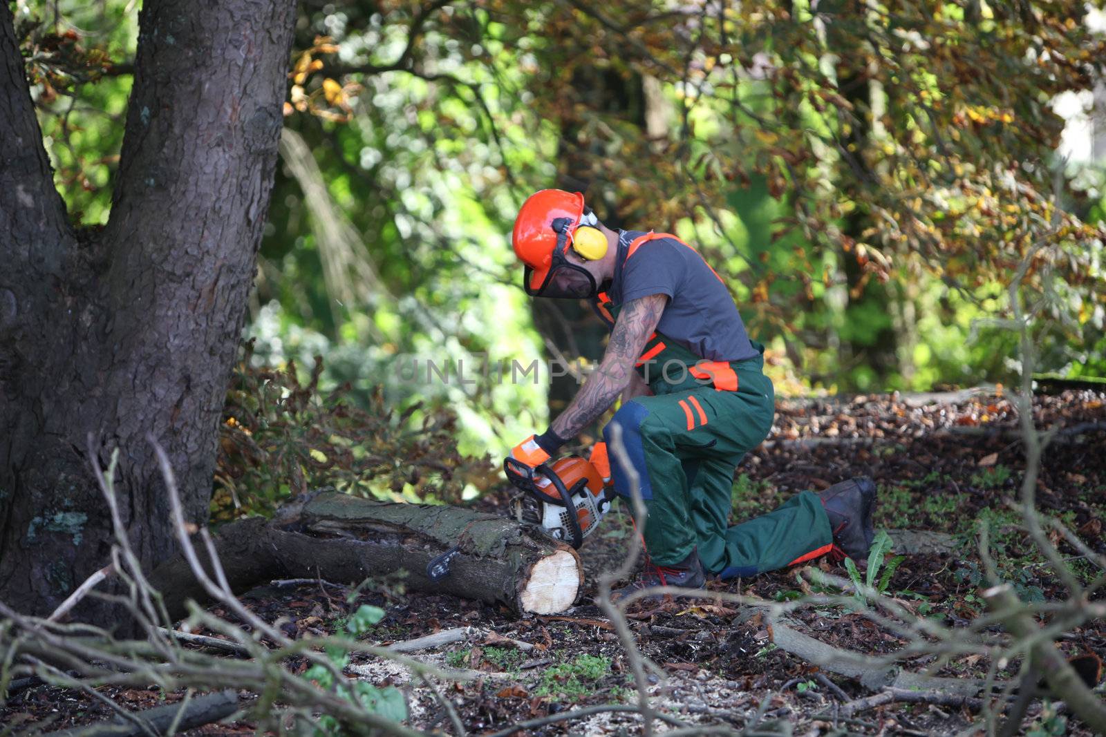 A forestry worker sawing a tree trunk. He is wearing protective clothing