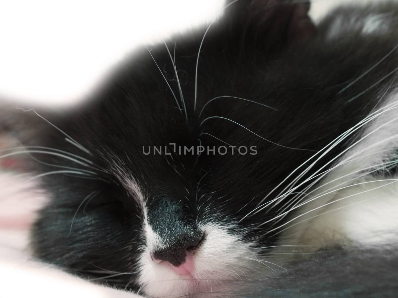 Sleeping cat by kvinoz