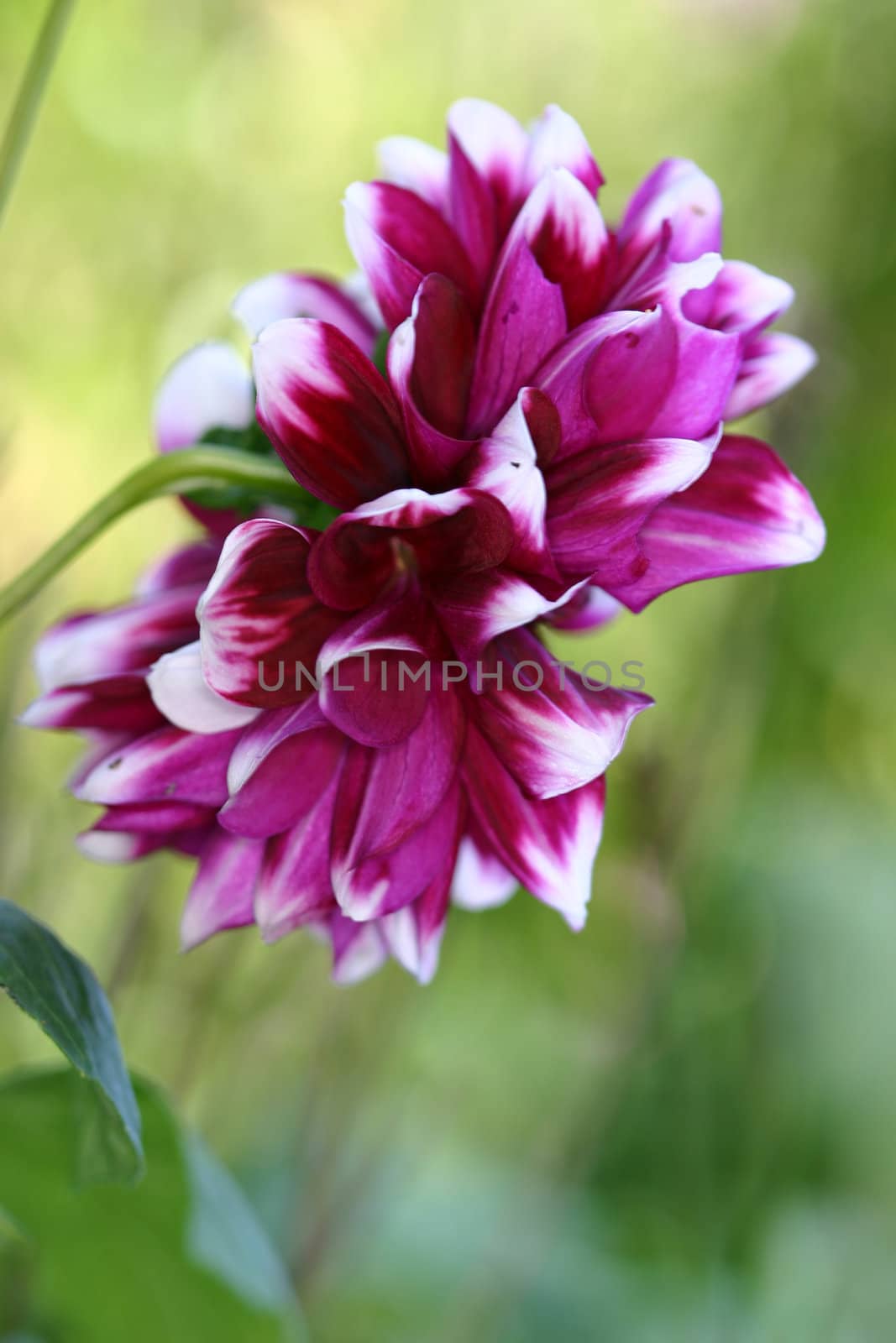 Beautiful stunning dahlia flowering in the garden.  Belonging to  Asteraceae, which is part of the daisy family.  they love well drained humus rich soils.  Shallow dof with focus to just some of the edges of the petals.