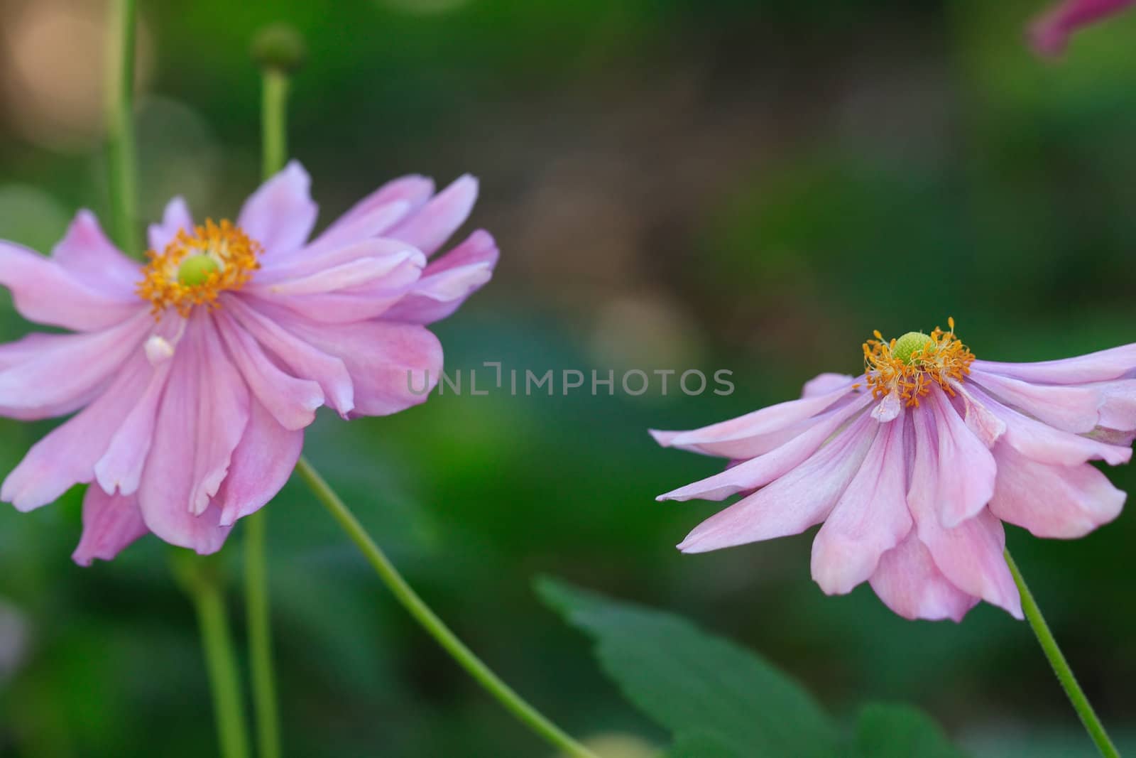 Double petalled Japanese Windflowers (anenome) flowering in the garden.  They have delicate petals and love fertile enriched soils.