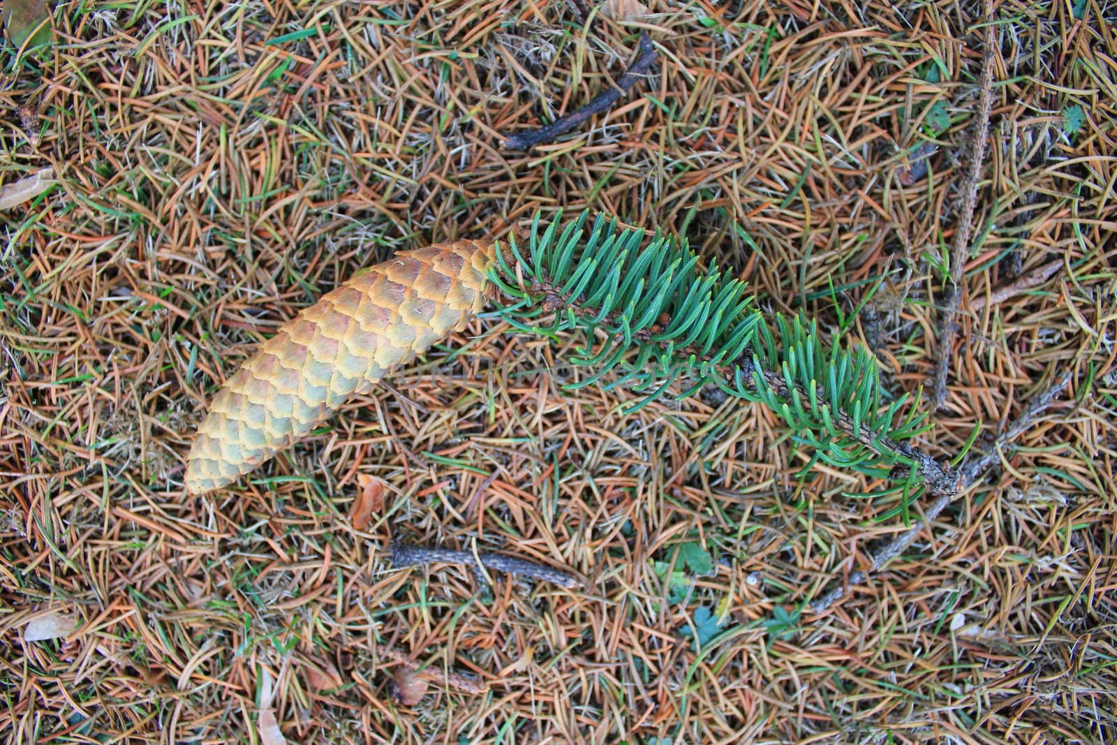 Pinecone with little branch lying on the ground by autumn weather