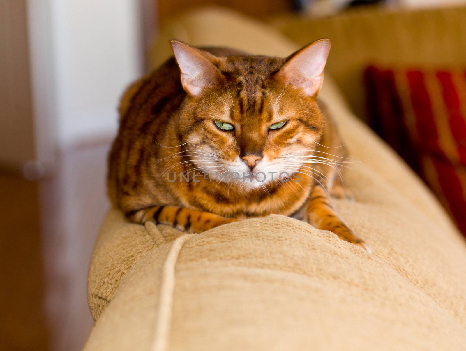 Bengal kitten with mean stare by steheap