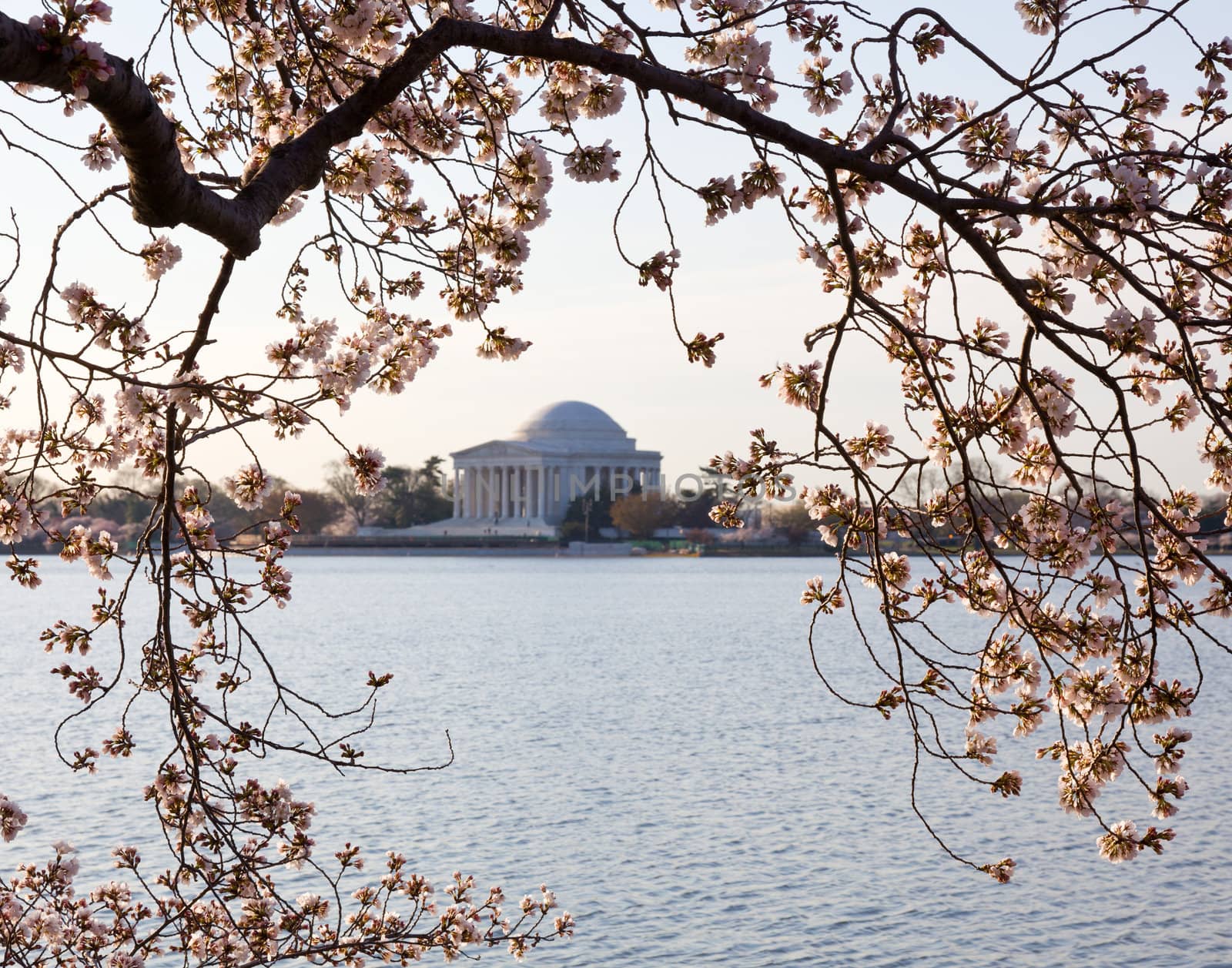 Jefferson Memorial at dawn by Tidal Basin and surrounded by pink Japanese Cherry blossoms