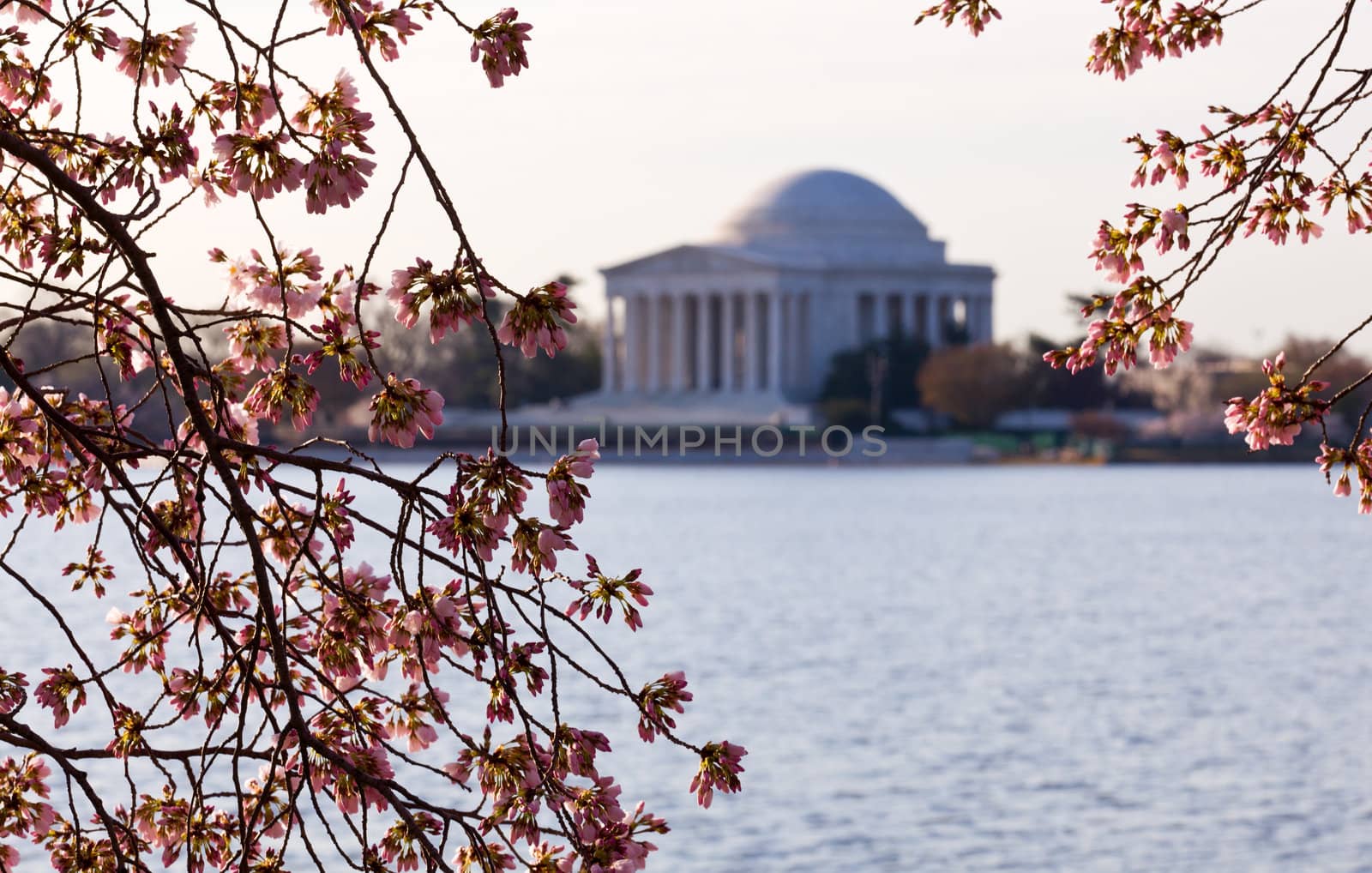 Jefferson Memorial at dawn by Tidal Basin and surrounded by pink Japanese Cherry blossoms