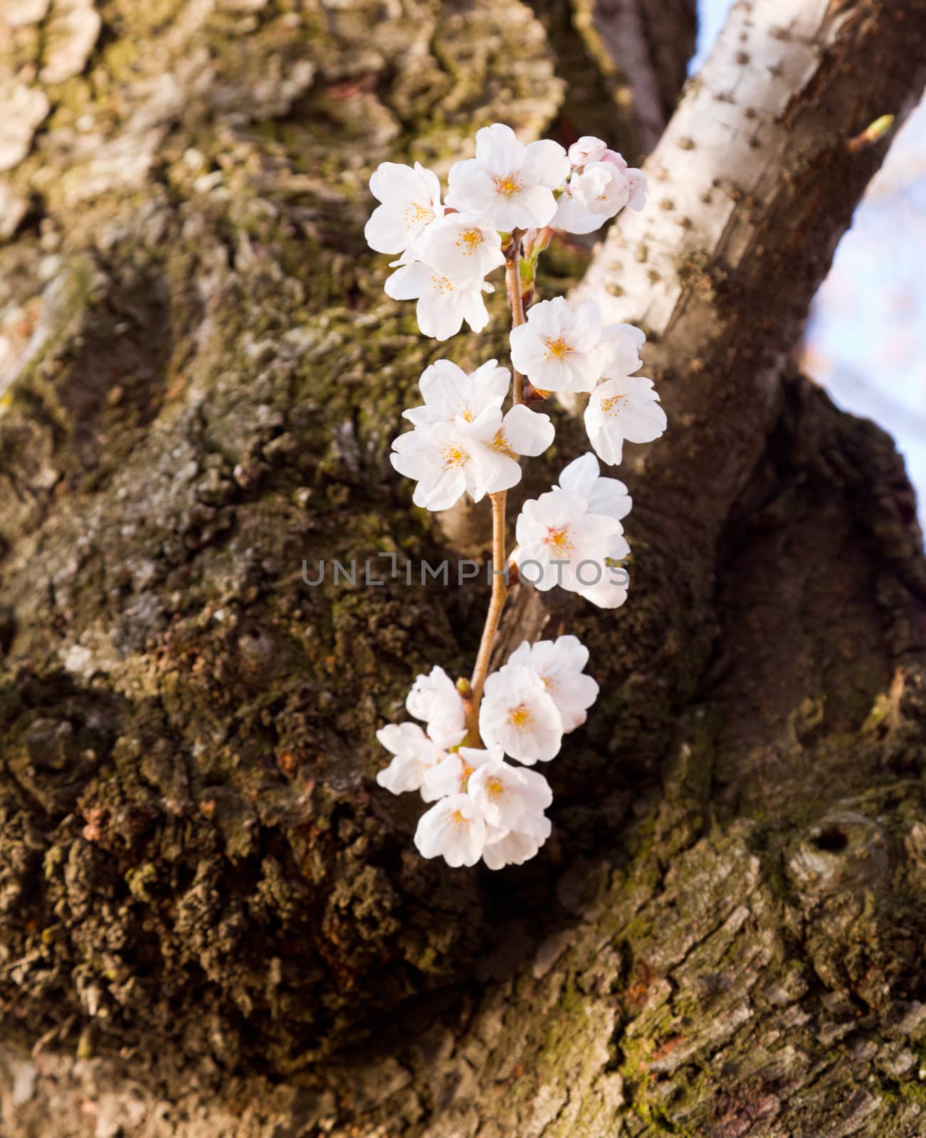 Cherry Blossom Trees by Tidal Basin by steheap