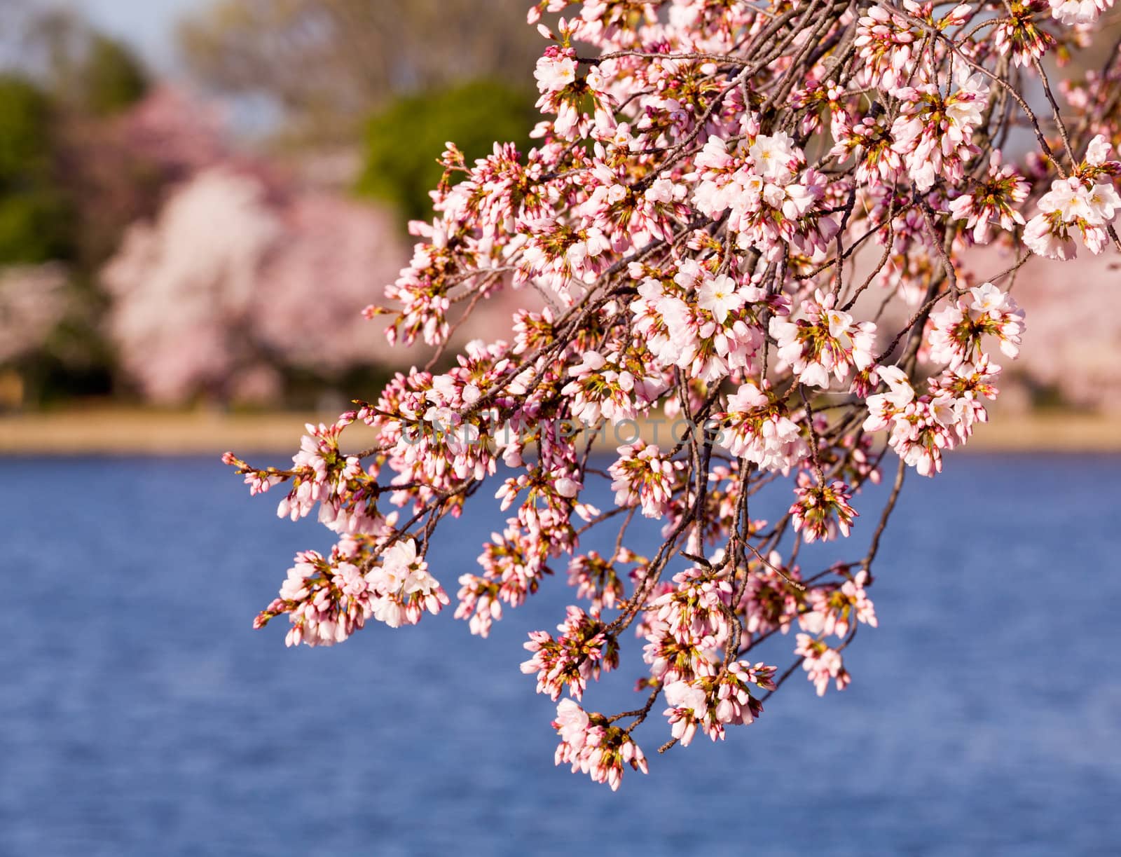 Cherry Blossom Trees by Tidal Basin by steheap