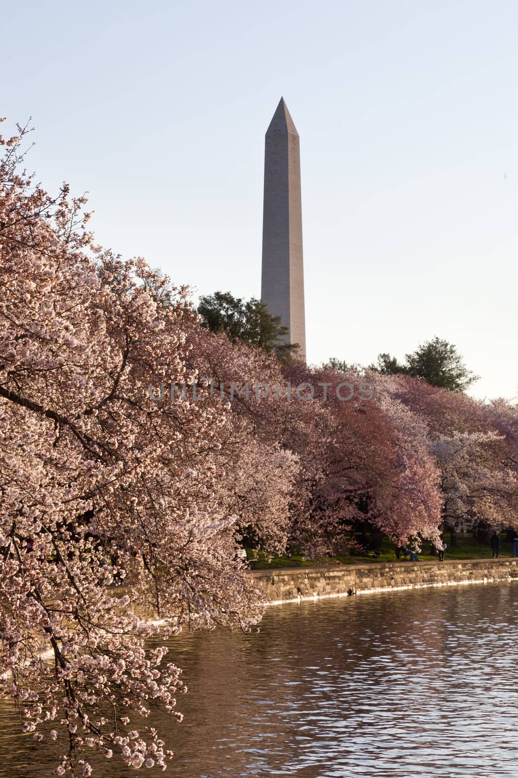 Washington Monument by Tidal Basin and surrounded by pink Japanese Cherry blossoms