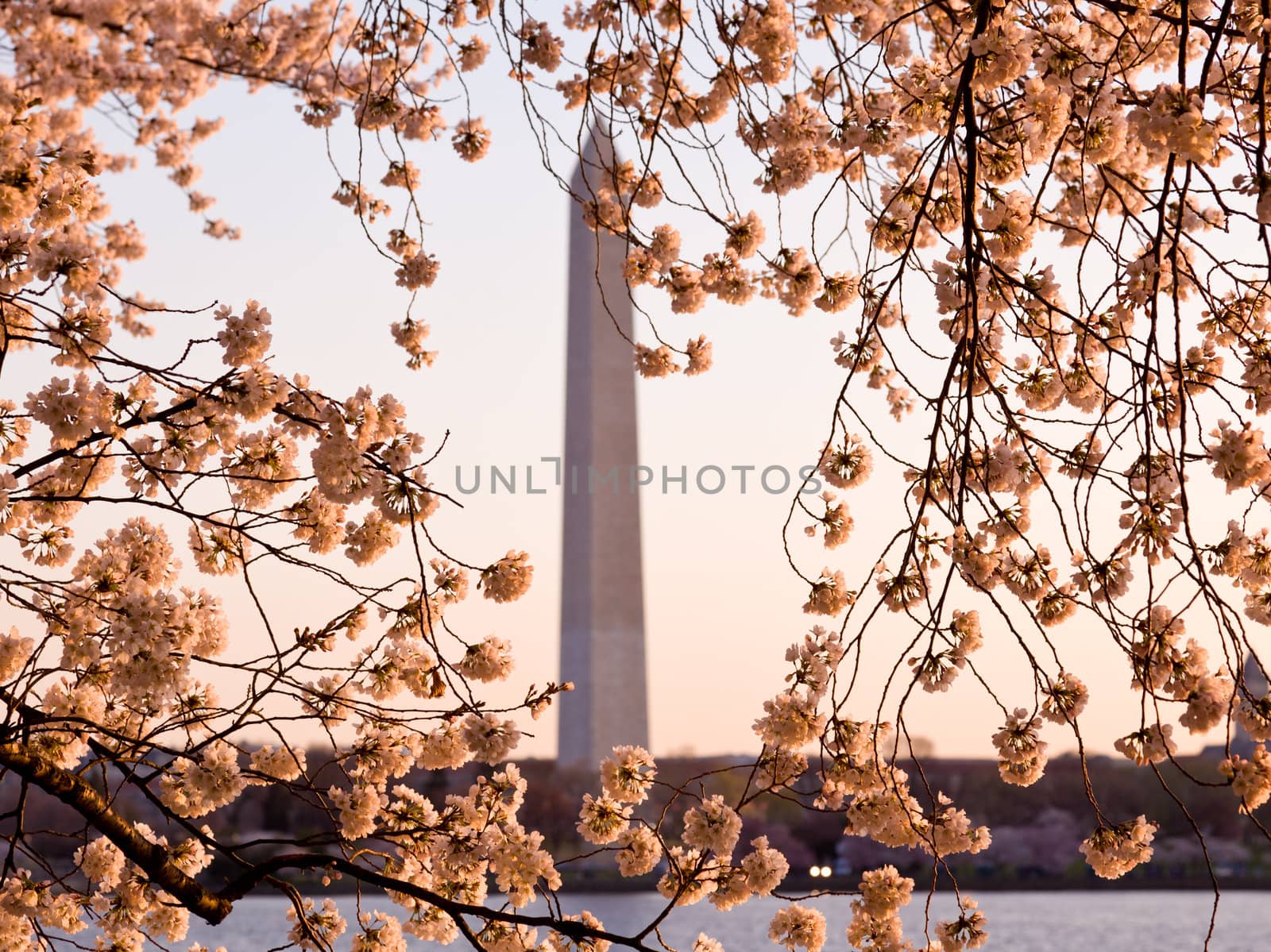 Washington Monument by Tidal Basin and surrounded by pink Japanese Cherry blossoms