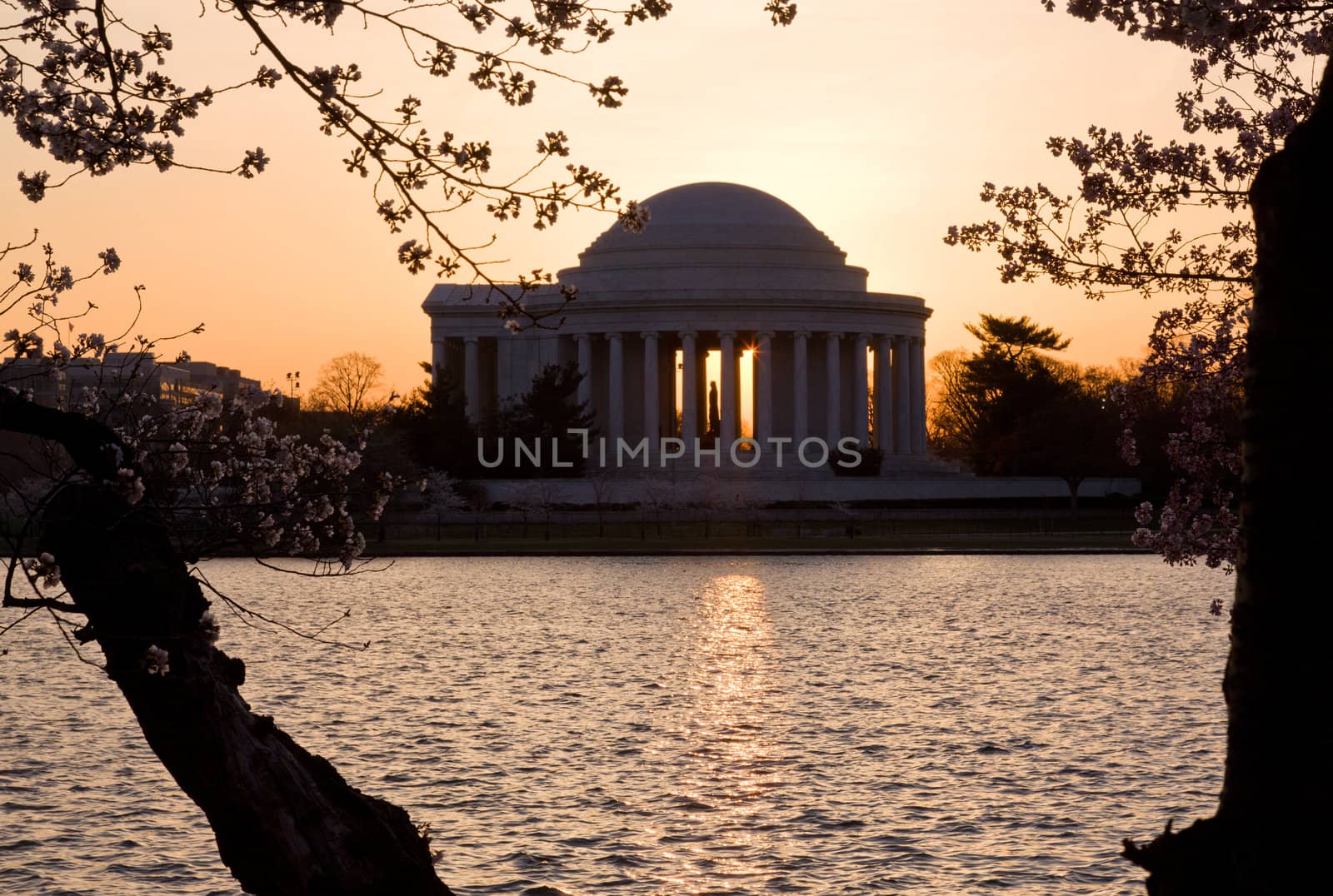 Cherry Blossom and Jefferson Memorial by steheap