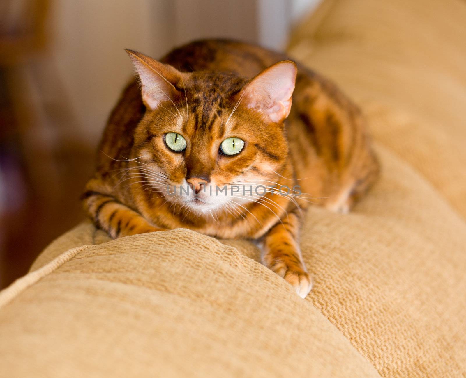 Orange bengal cat on back of sofa with open eyed stare