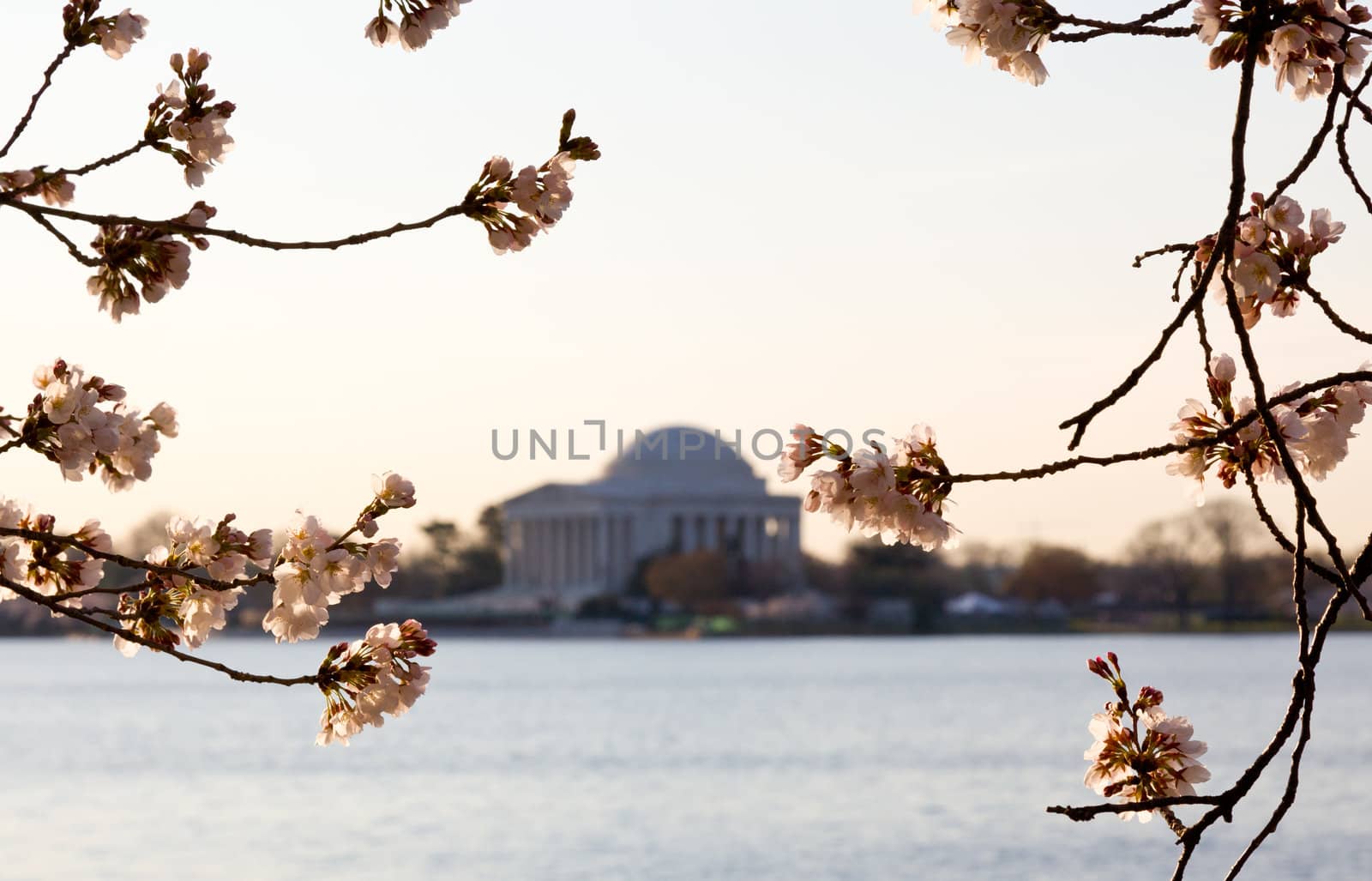 Jefferson Memorial at dawn by Tidal Basin and surrounded by pink Japanese Cherry blossoms