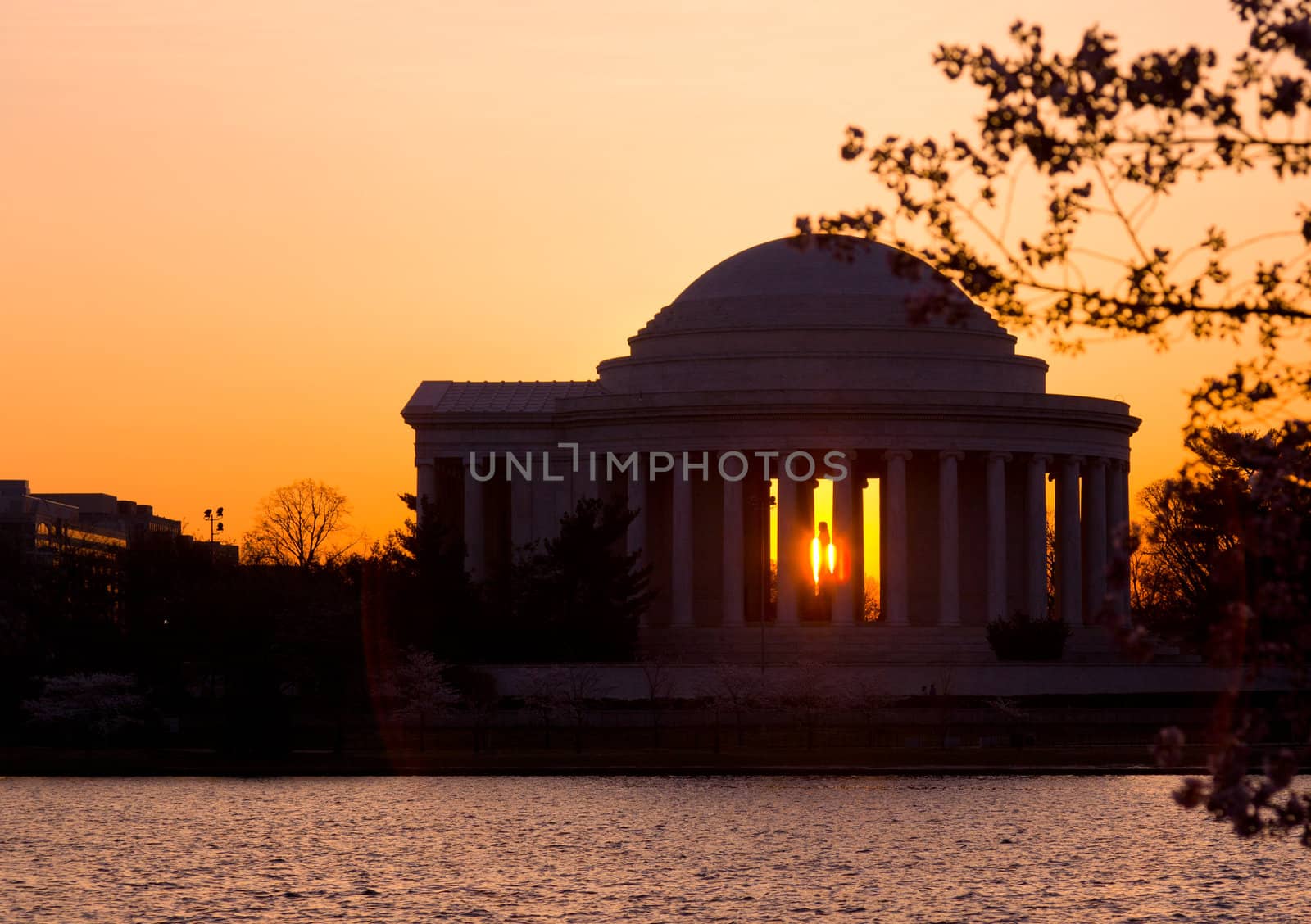 Jefferson Memorial at dawn by Tidal Basin and surrounded by pink Japanese Cherry blossoms