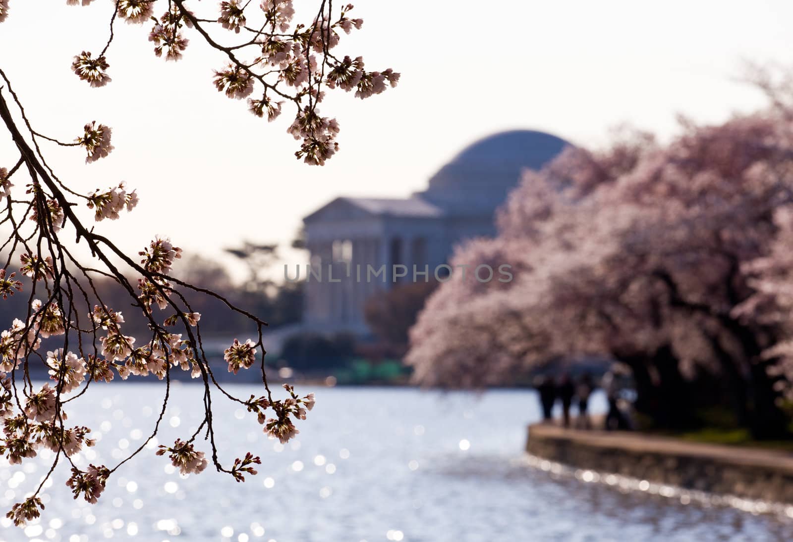 Jefferson Memorial at dawn by Tidal Basin and surrounded by pink Japanese Cherry blossoms