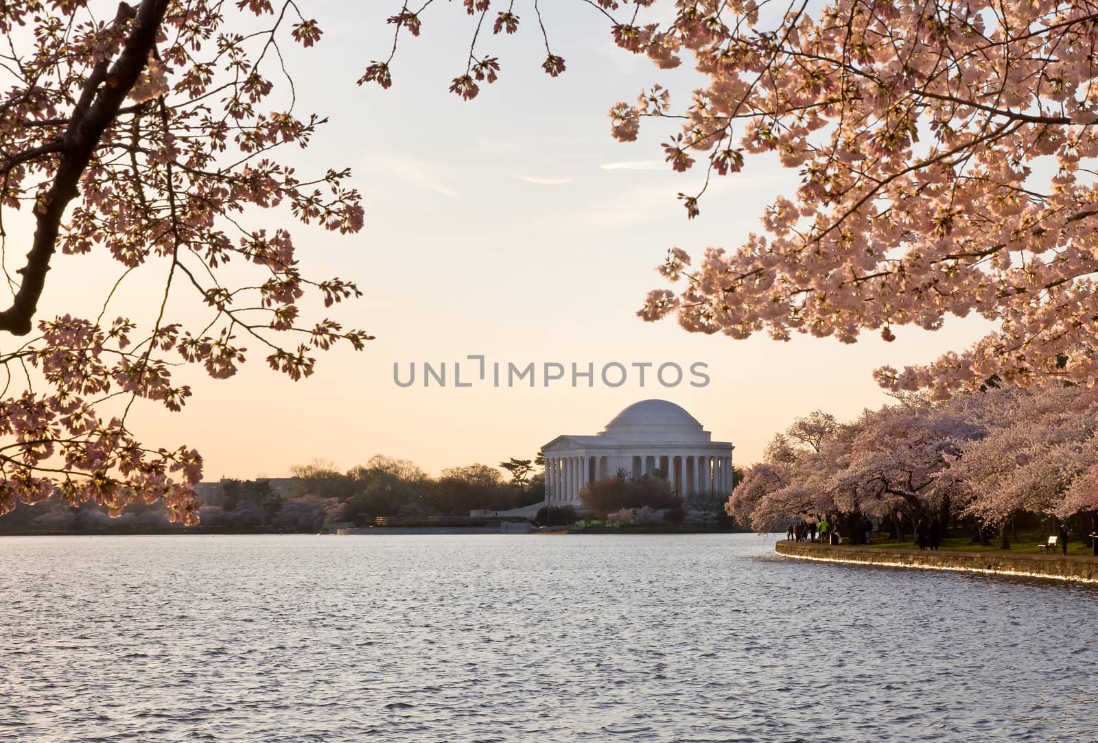 Cherry Blossom and Jefferson Memorial by steheap