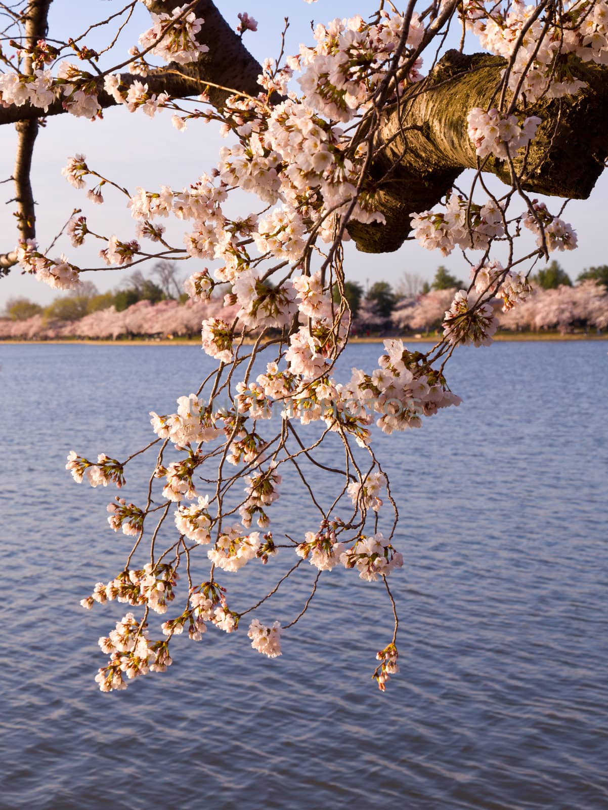 Old gnarled tree by Tidal Basin and surrounded by pink Japanese Cherry blossoms