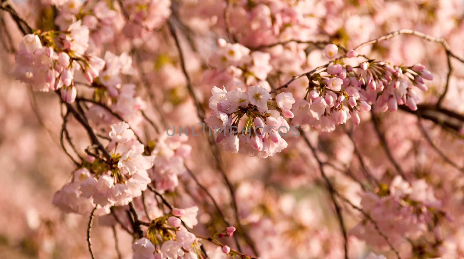 Pink Japanese Cherry blossoms on branches overhanging the Tidal Basin in Washington DC