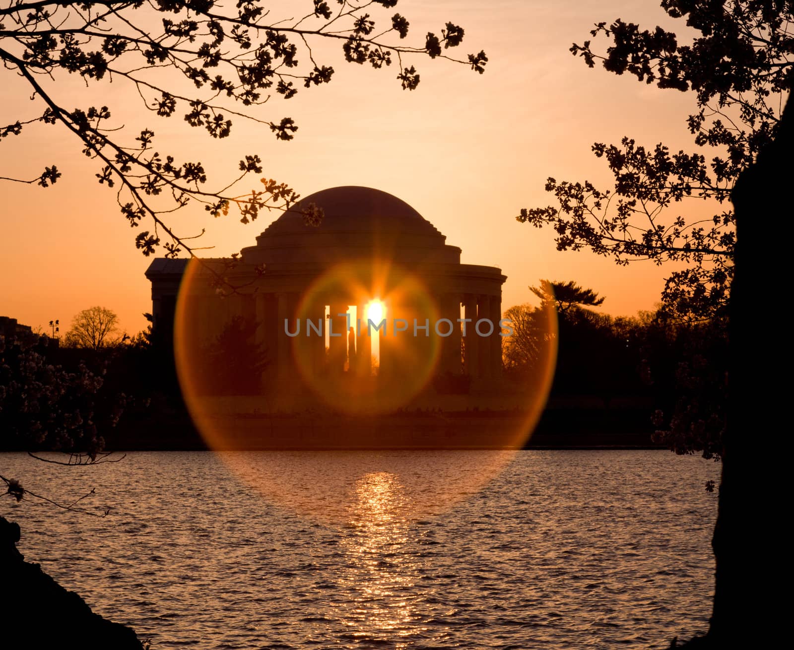 Jefferson Memorial at dawn by Tidal Basin and surrounded by pink Japanese Cherry blossoms