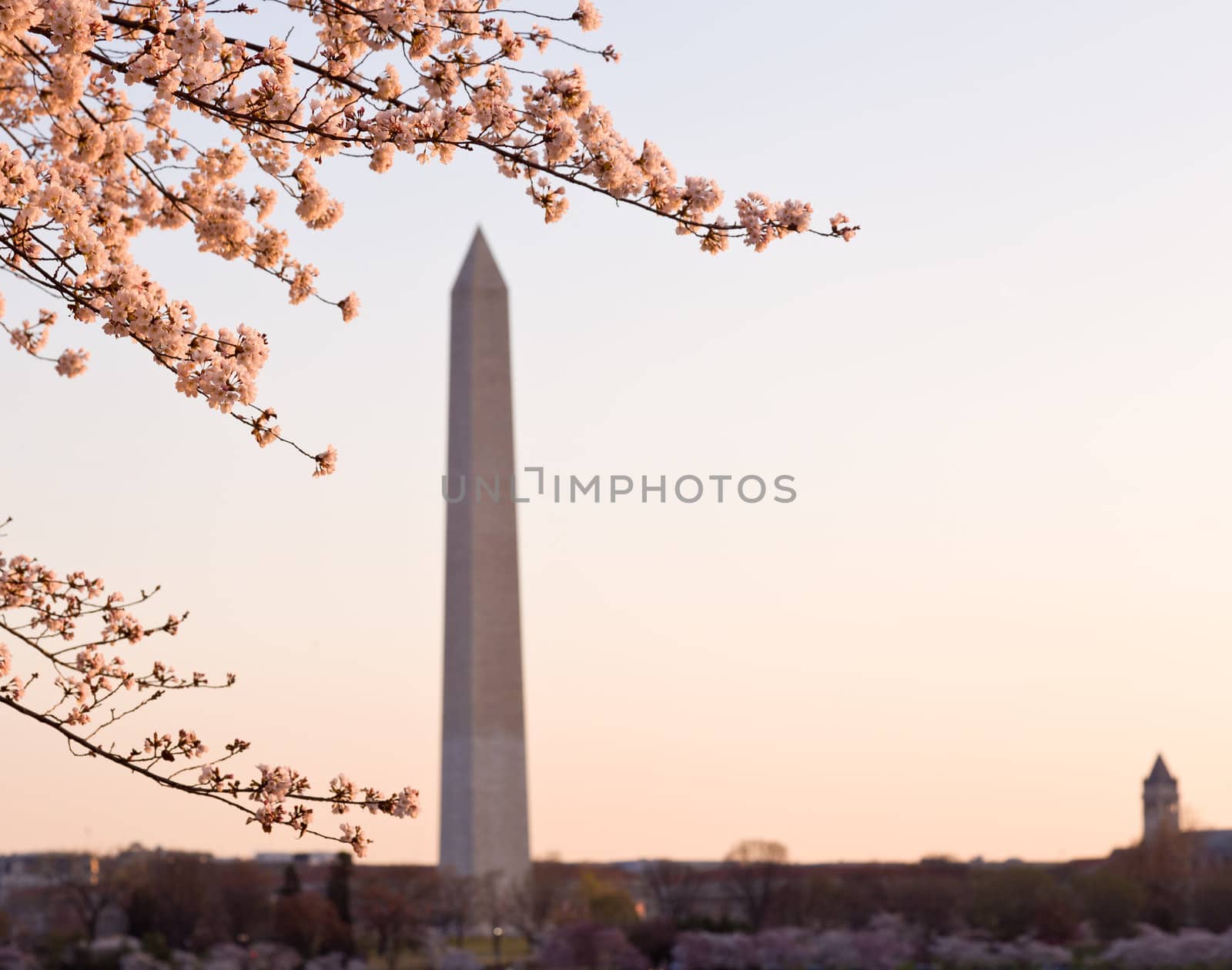 Washington Monument by Tidal Basin and surrounded by pink Japanese Cherry blossoms