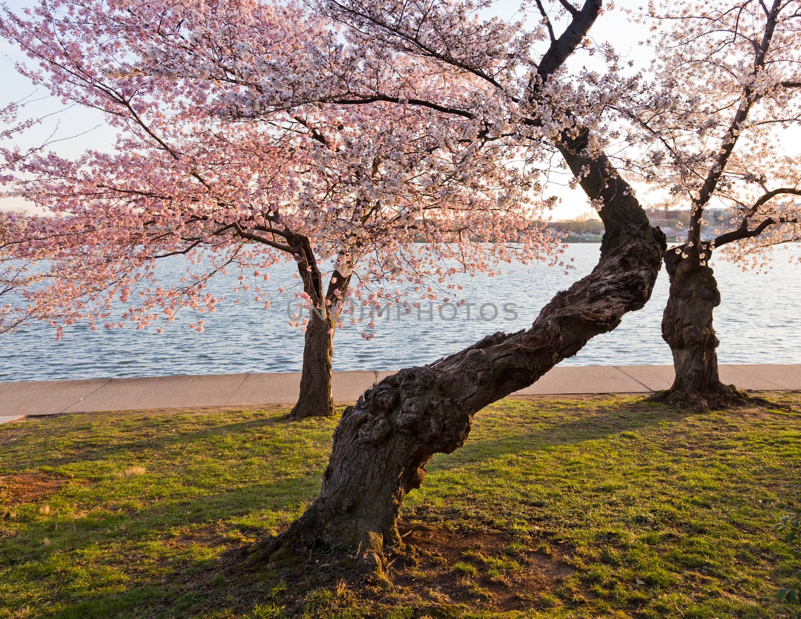 Old gnarled tree by Tidal Basin and surrounded by pink Japanese Cherry blossoms