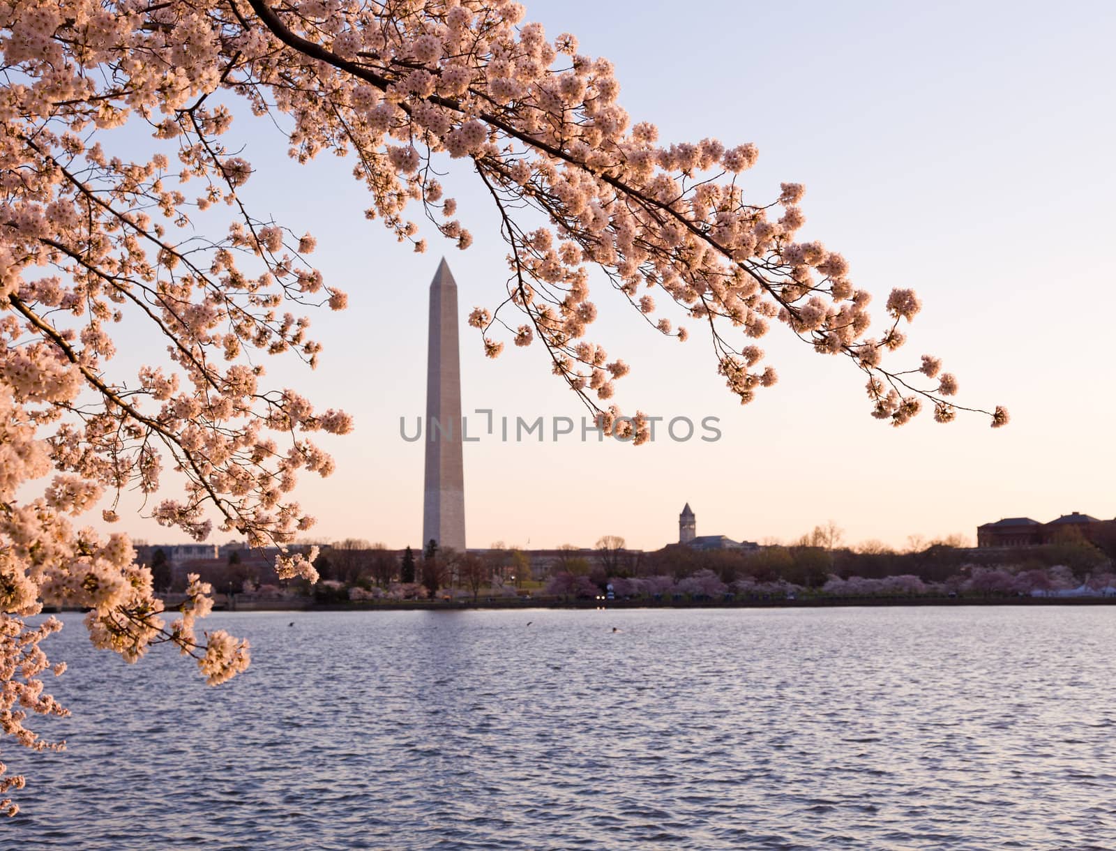 Washington Monument by Tidal Basin and surrounded by pink Japanese Cherry blossoms