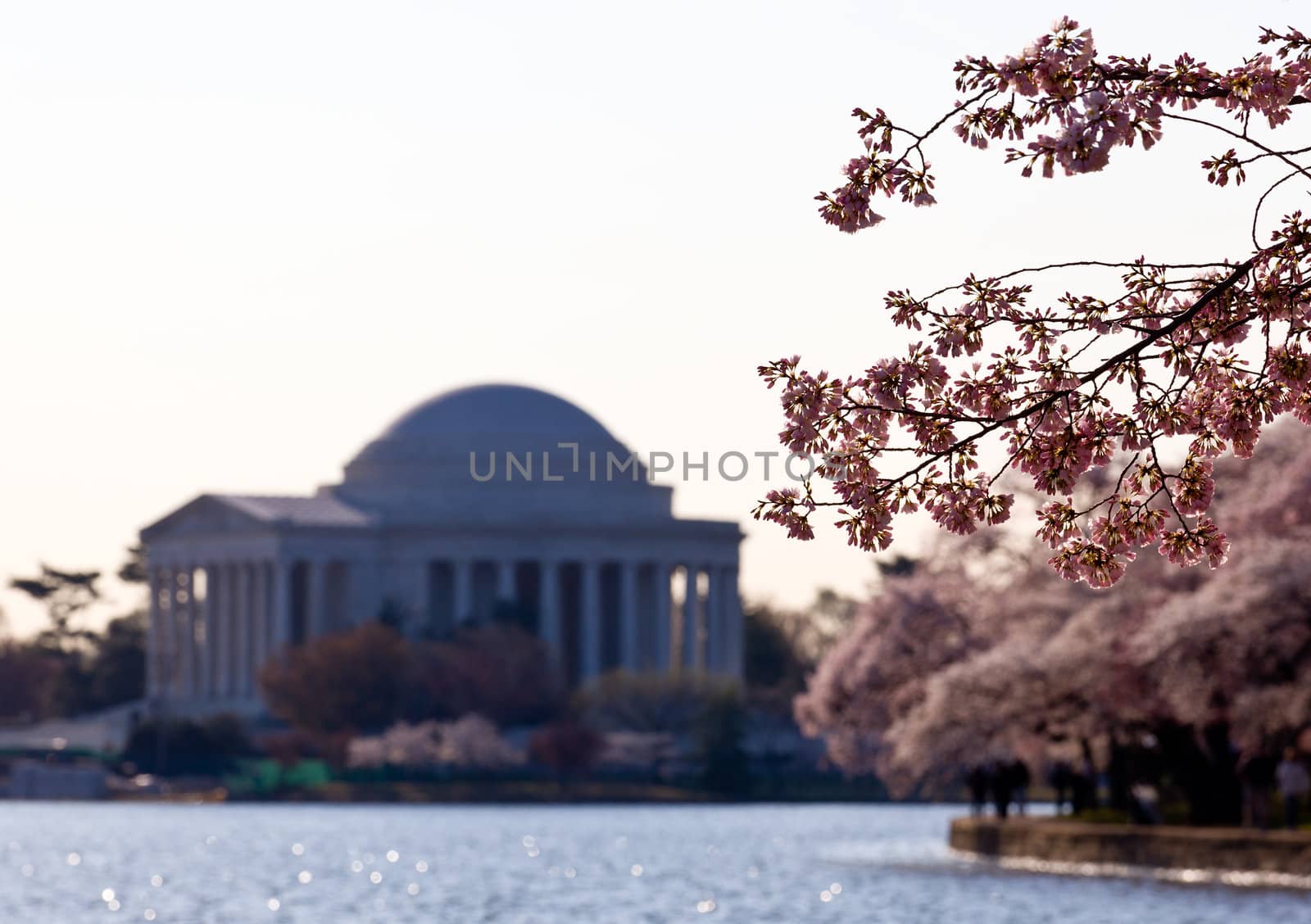 Cherry Blossom and Jefferson Memorial by steheap