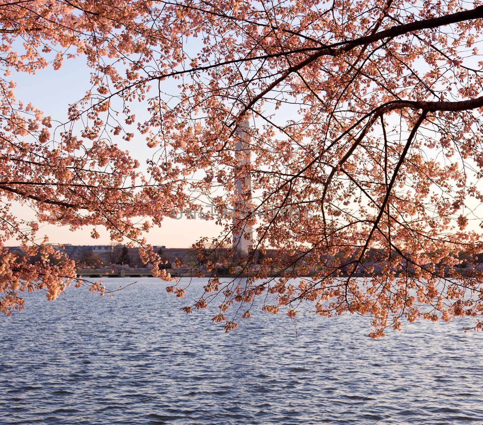 Washington Monument by Tidal Basin and surrounded by pink Japanese Cherry blossoms