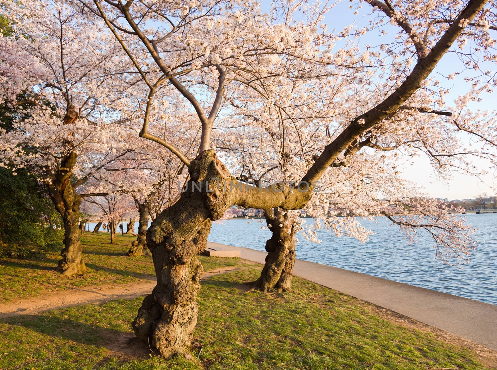 Old gnarled tree by Tidal Basin and surrounded by pink Japanese Cherry blossoms