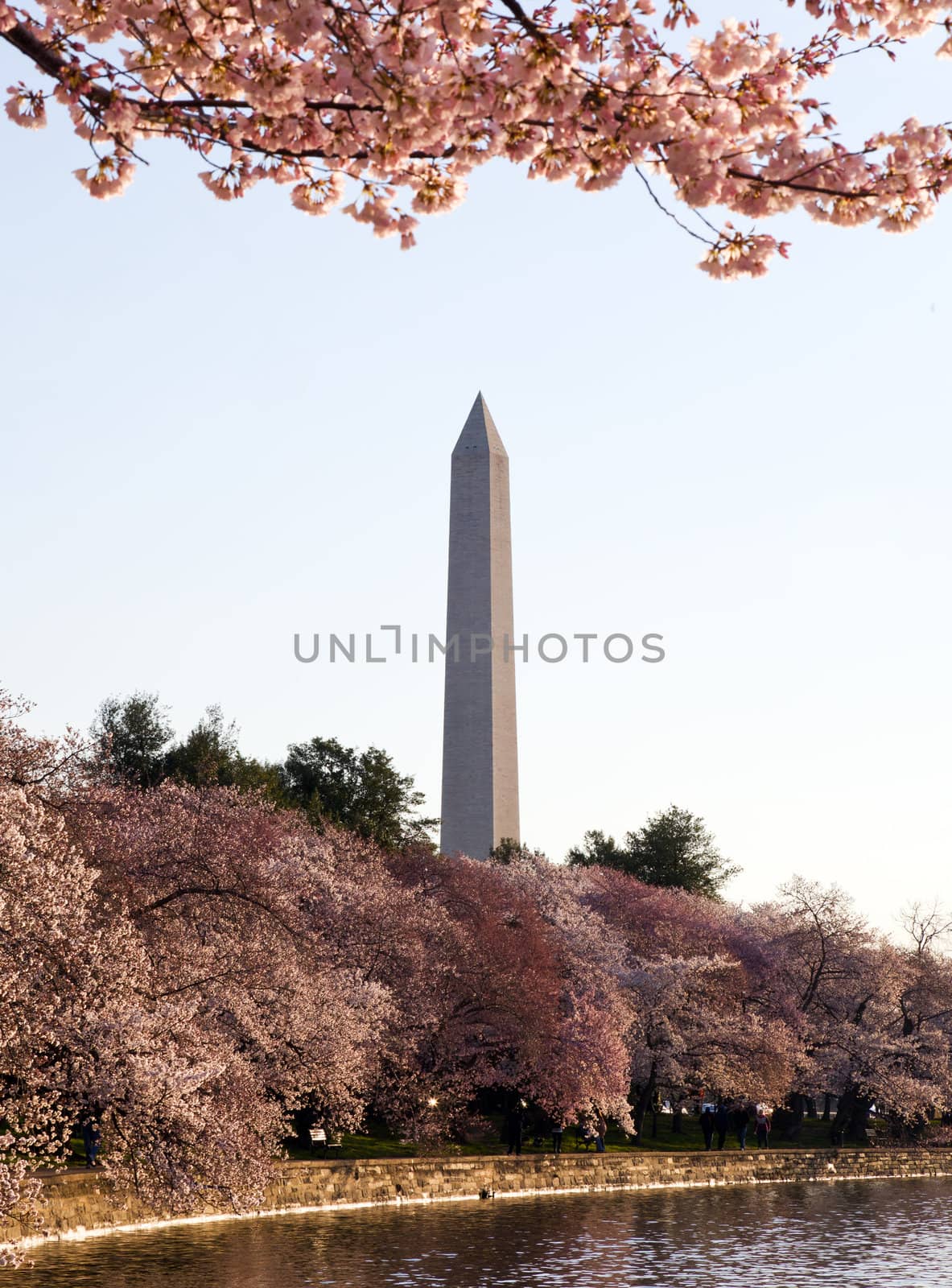 Washington Monument by Tidal Basin and surrounded by pink Japanese Cherry blossoms