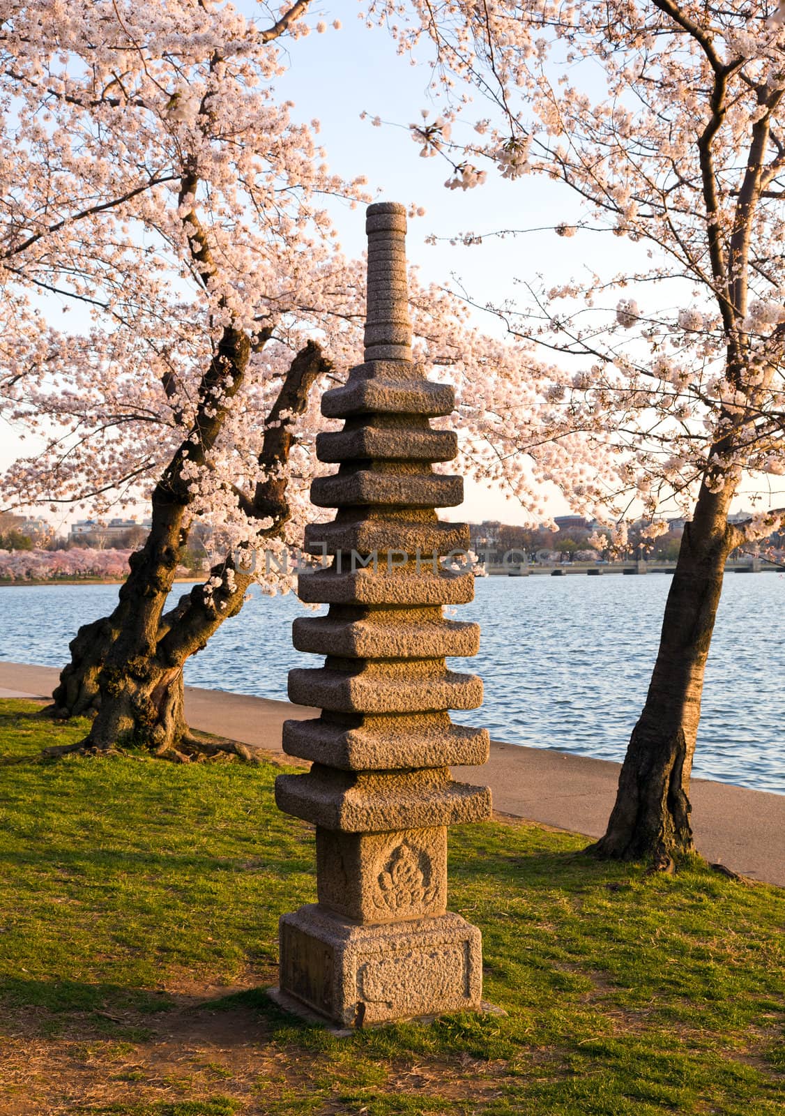 Monument by Tidal Basin and surrounded by pink Japanese Cherry blossoms