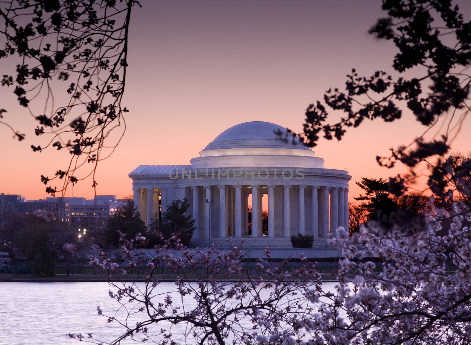 Jefferson Memorial at dawn by Tidal Basin and surrounded by pink Japanese Cherry blossoms