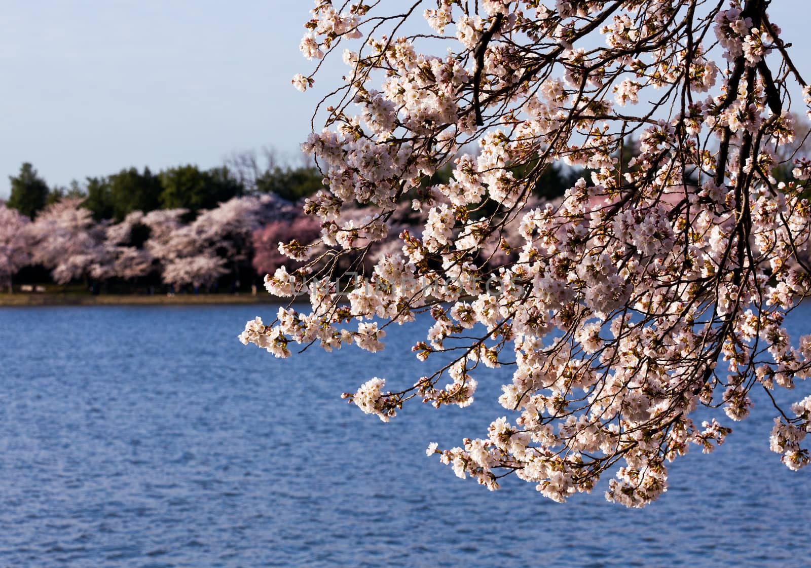 Cherry Blossom Trees by Tidal Basin by steheap