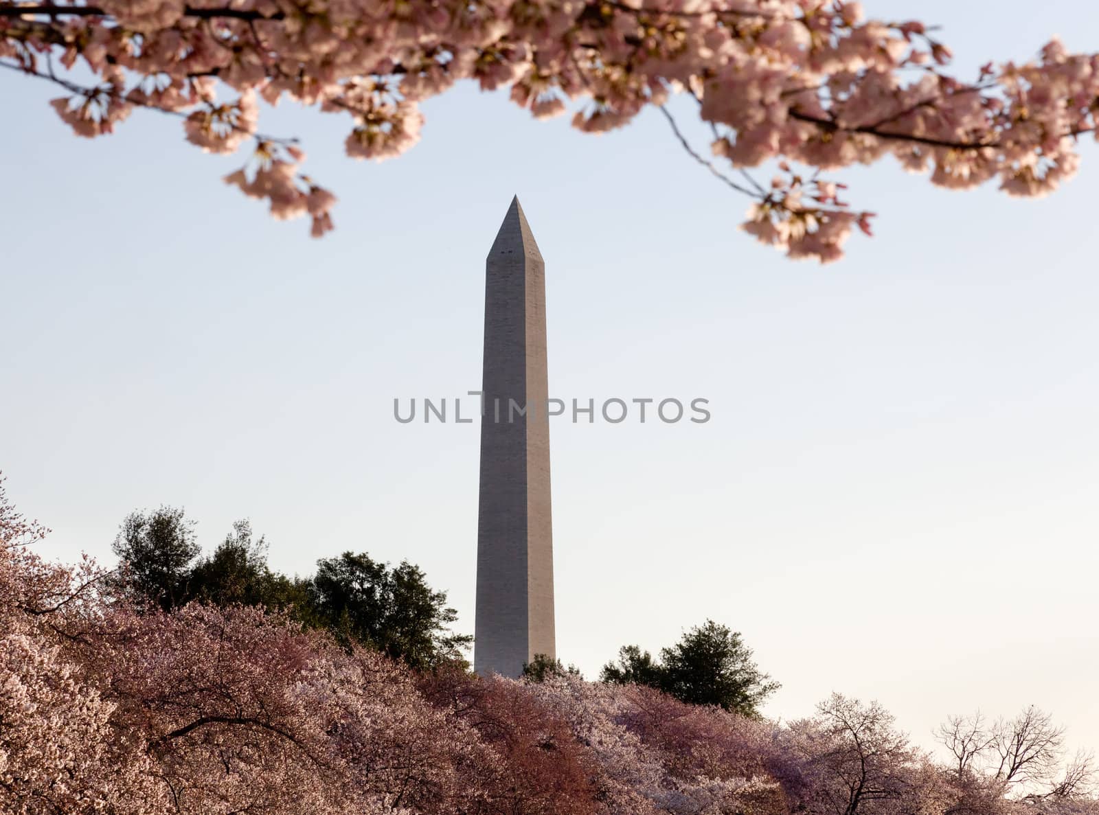 Cherry Blossom and Washington Monument by steheap