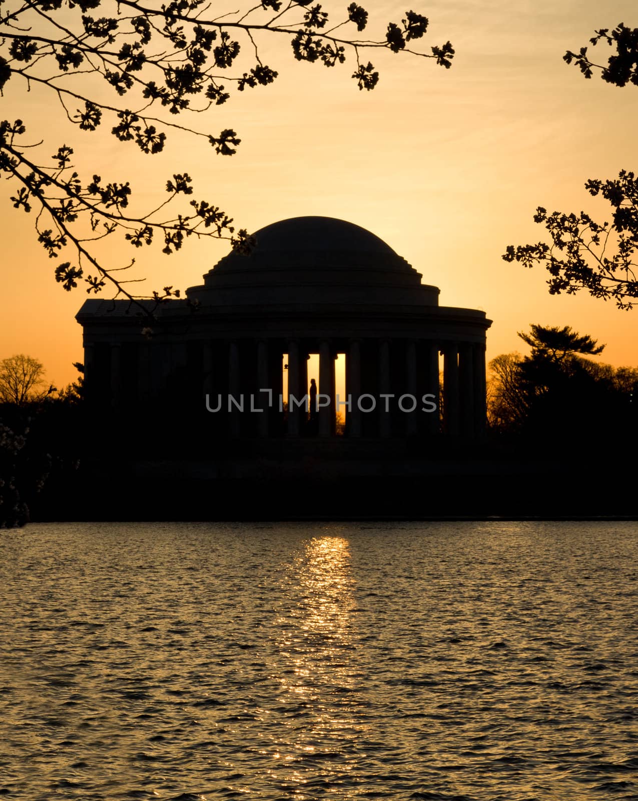 Jefferson Memorial at dawn by Tidal Basin and surrounded by pink Japanese Cherry blossoms