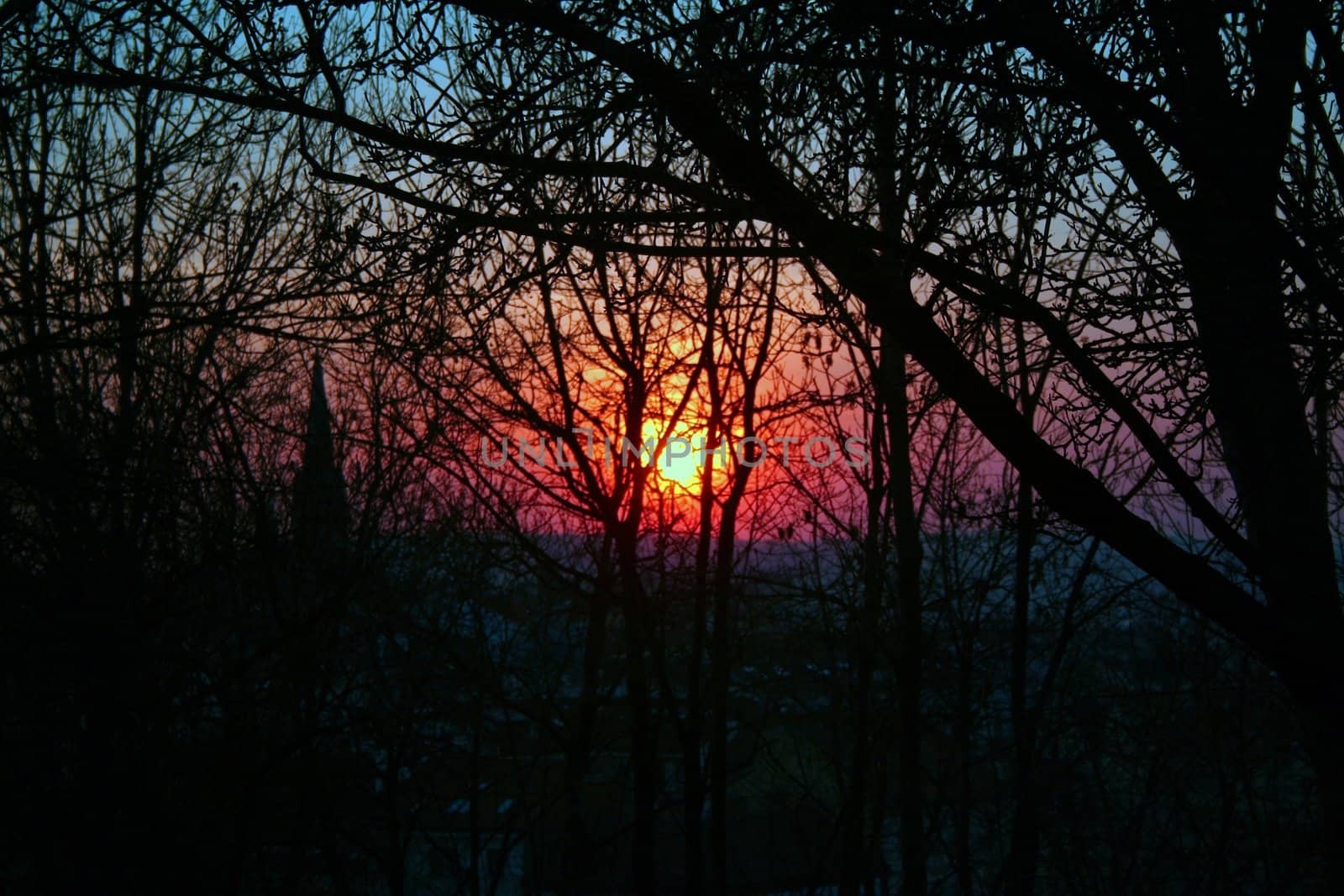 sunny, summer, forest, purple, sun, sunset, outdoors, red, paradise, shadows, silhouette, beautiful, landscape