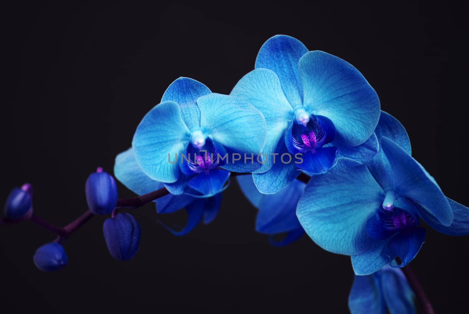 Blue orchid with buds on a black background