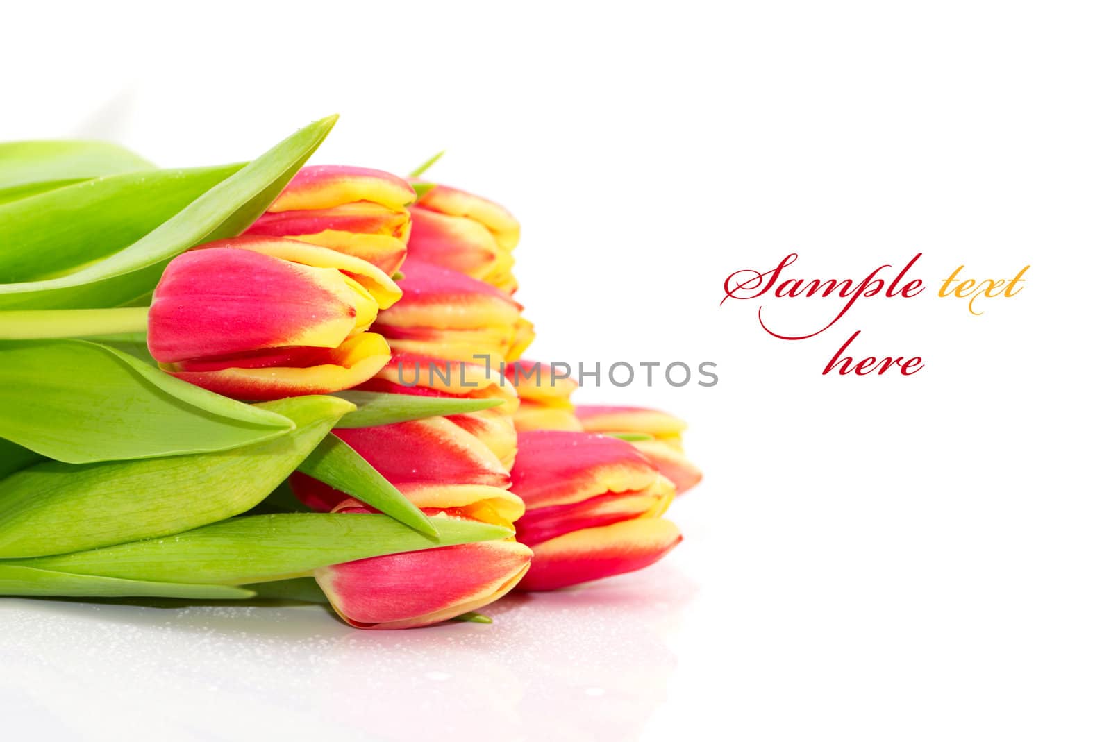 Bouquet of the fresh tulips on white background(With sample text)