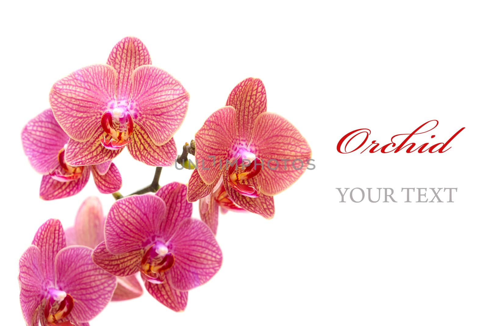 Beautiful pink orchid isolated on white background (with sample text)