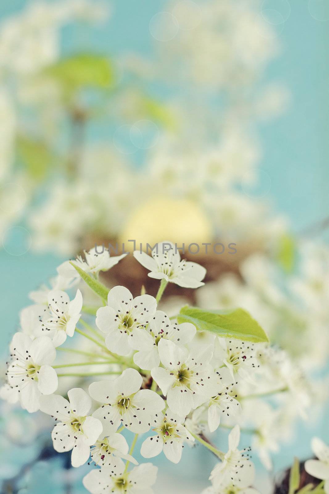 Beautiful spring blossoms with nest and egg in the background. Extreme shallow DOF.