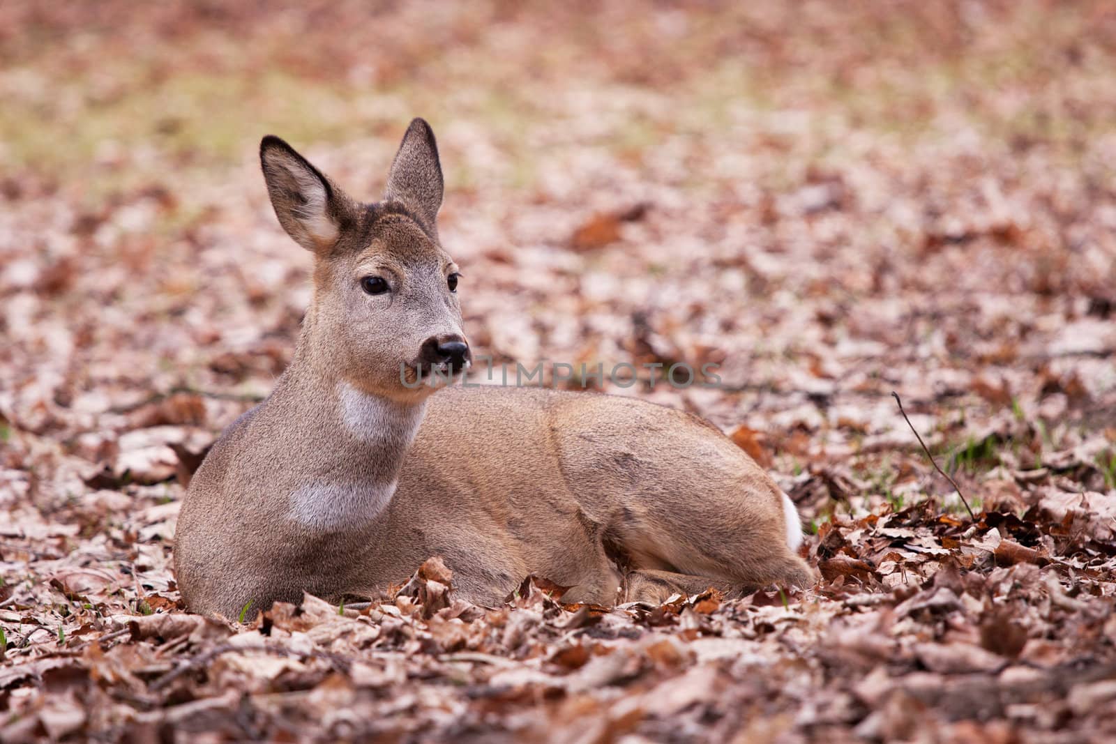 A deer in the Warsaw park by seawhisper